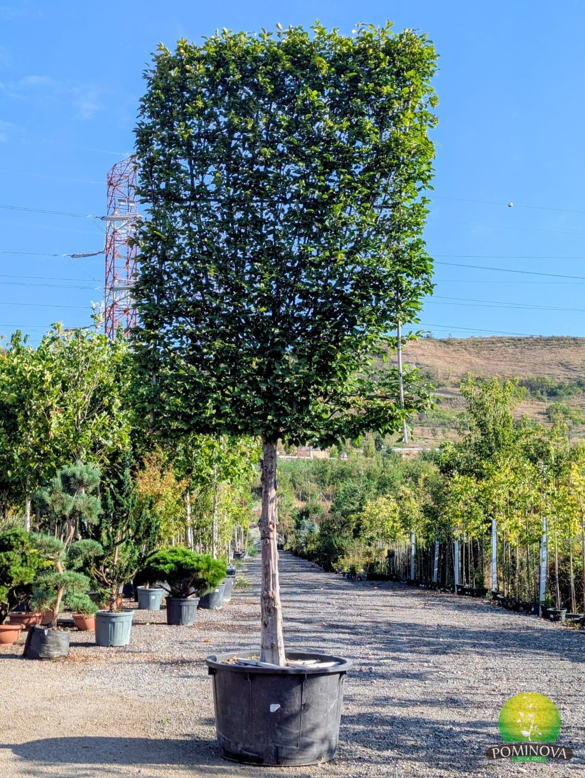 Carpen spalier (Carpinus betulus - Spalier) - imagine 1