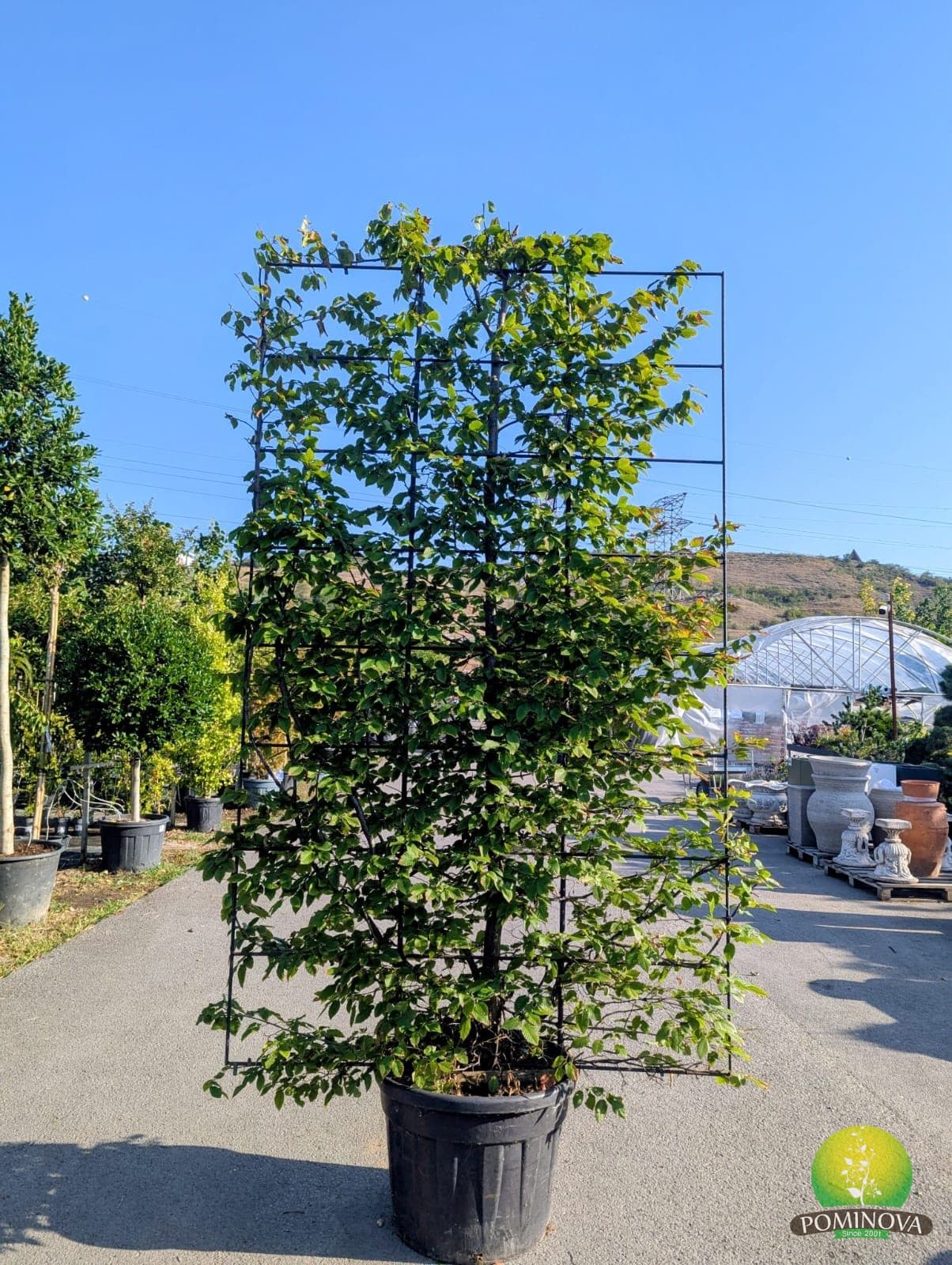 Carpinus betulus - Spalier — imagine 3
