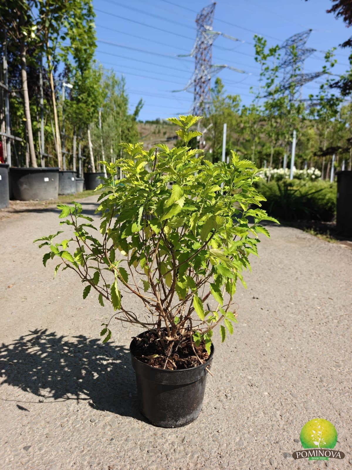 Caryopteris × clandonensis 'Hint of Gold' — imagine 1