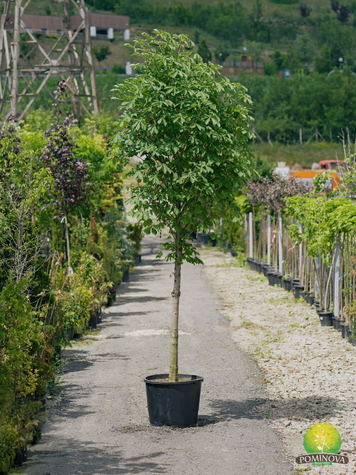 Castan sălbatic (Aesculus hippocastanum) — imagine 1