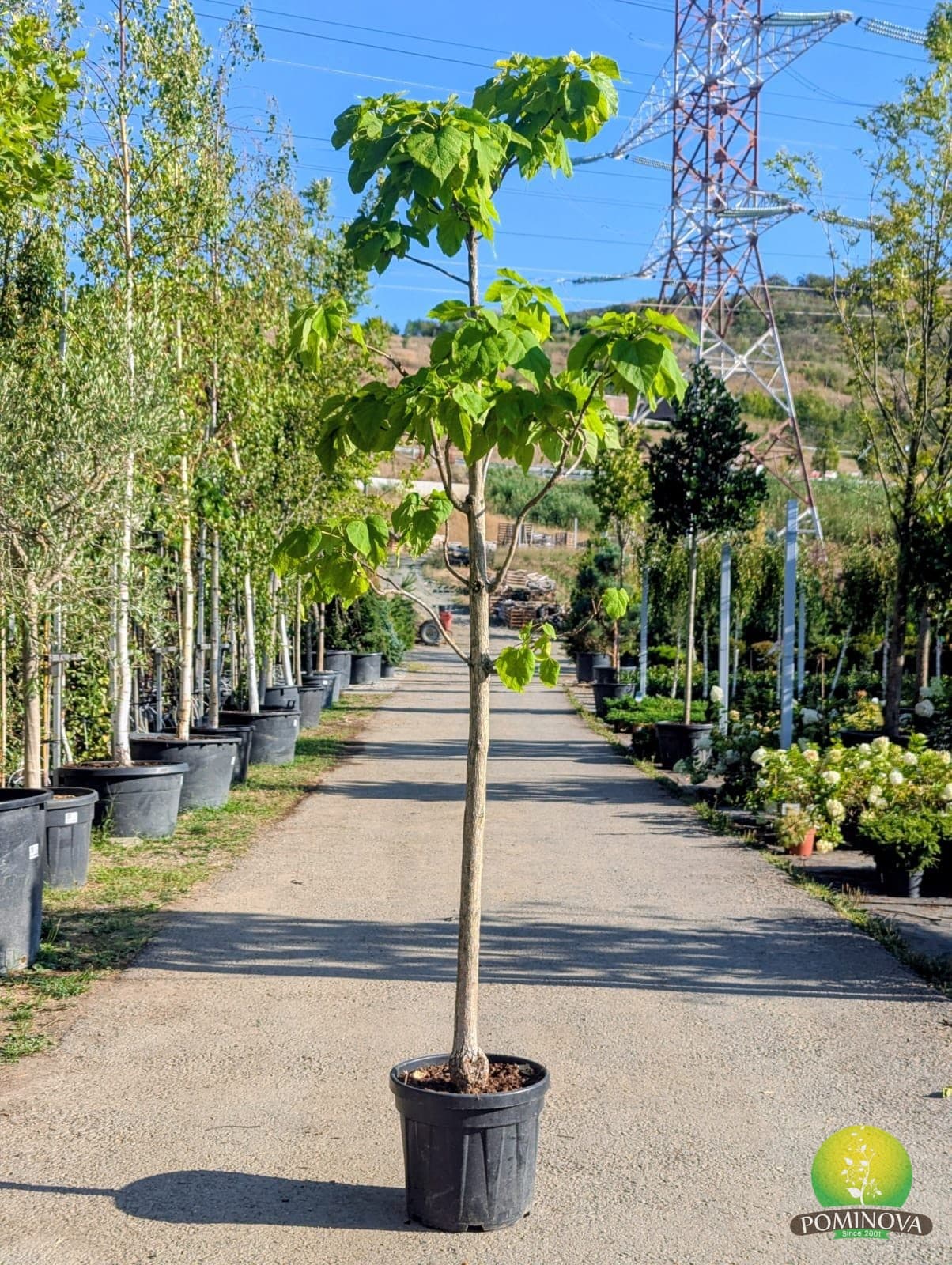 Catalpa (Catalpa bignonioides) — imagine 1