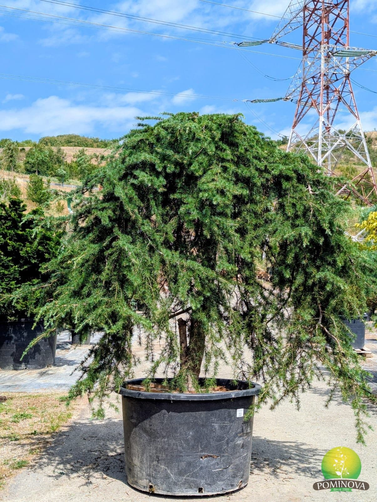 Cedru de Himalaya pendul (Cedrus deodara 'Pendula') — imagine 1