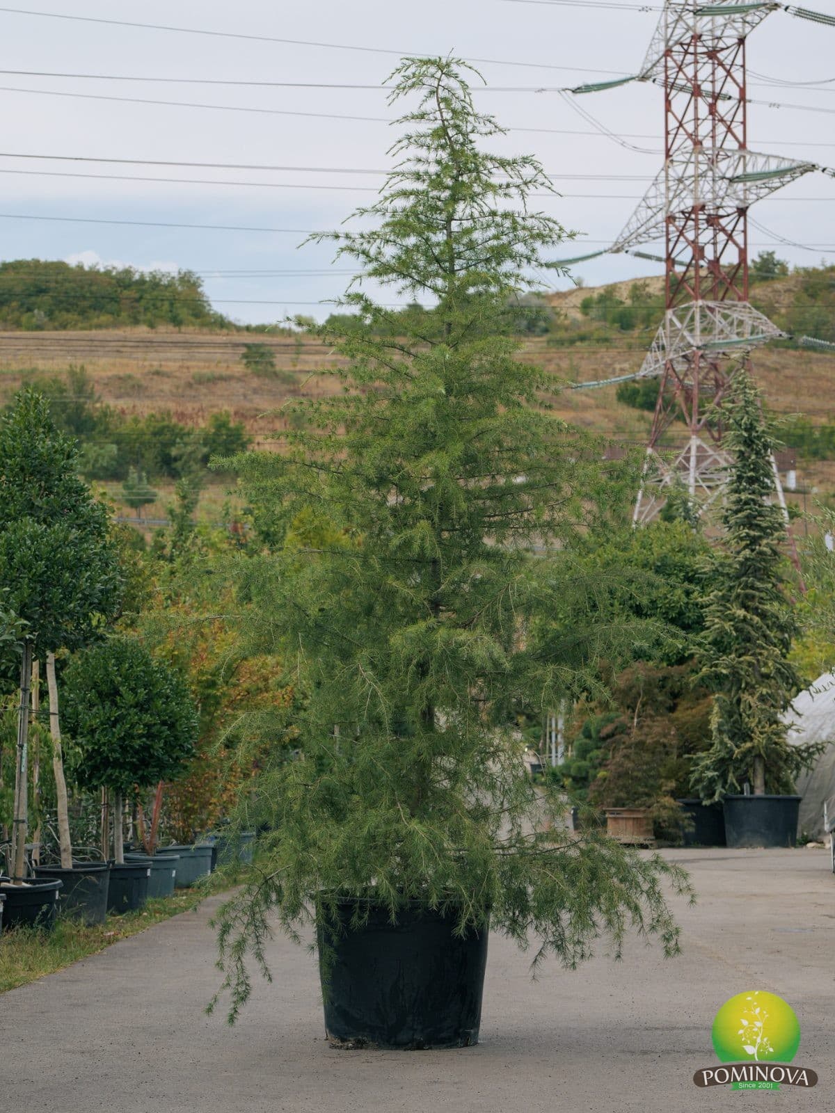 Cedru himalayan (Cedrus deodara) — imagine 1