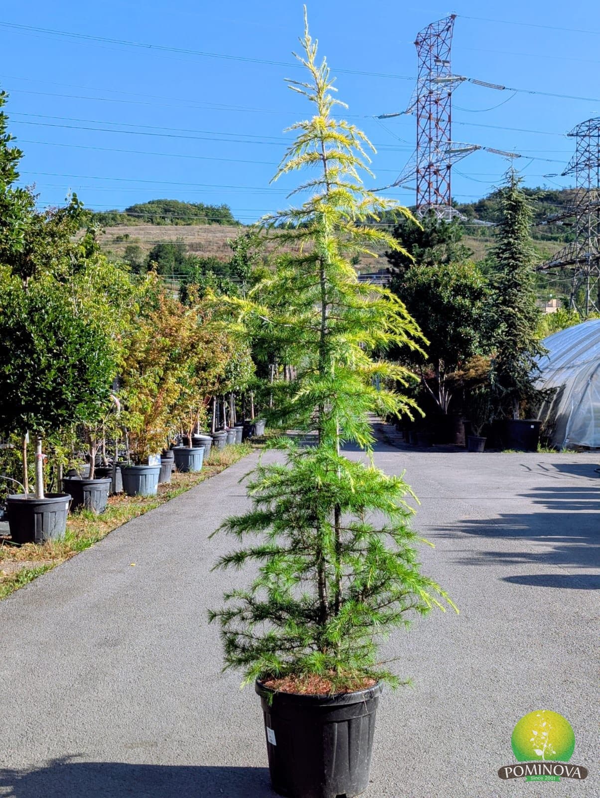 Cedru himalayan auriu (Cedrus deodara 'Aurea') — imagine 1