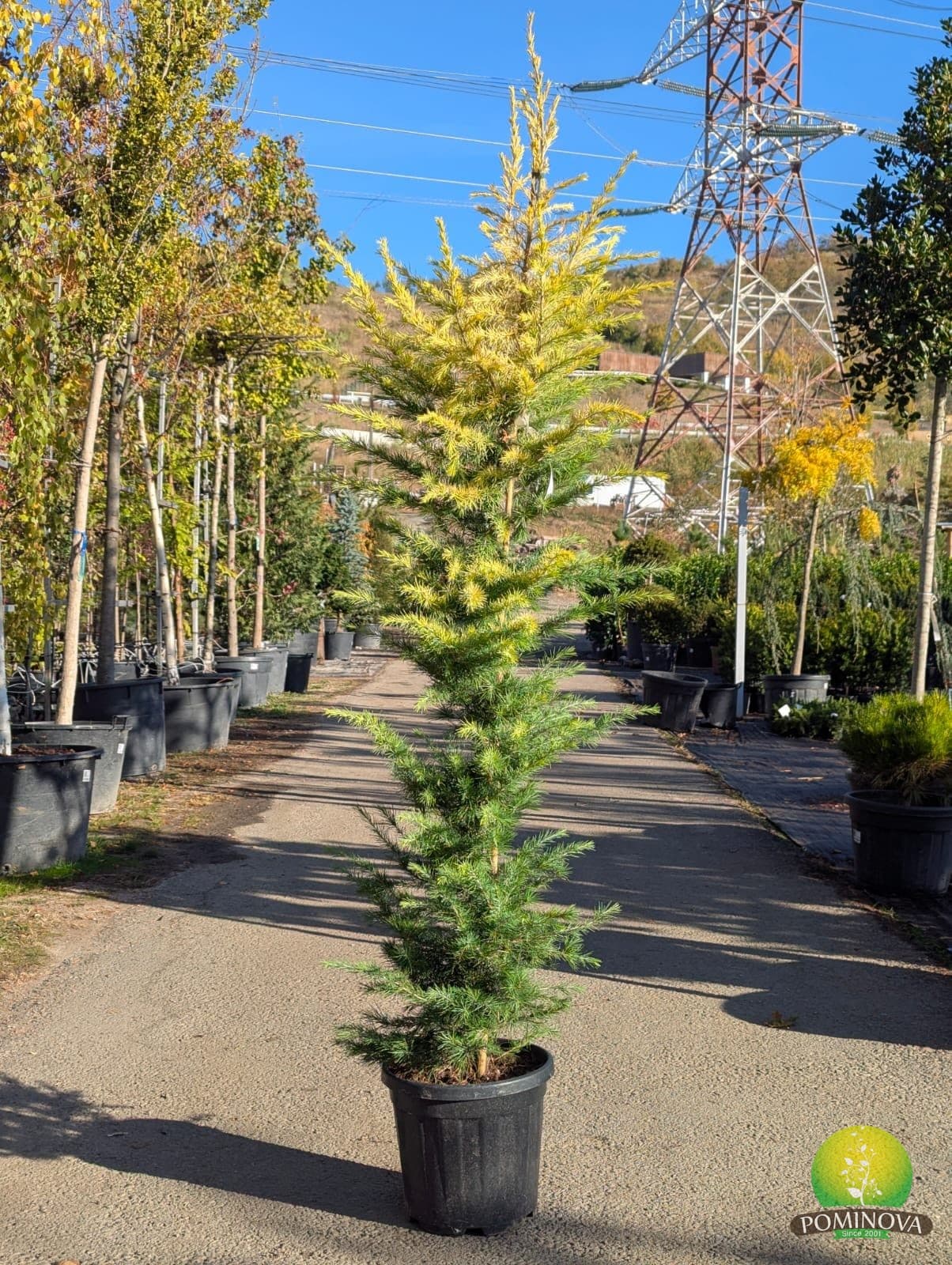 Cedru himalayan auriu (Cedrus deodara 'Aurea') - imagine 3
