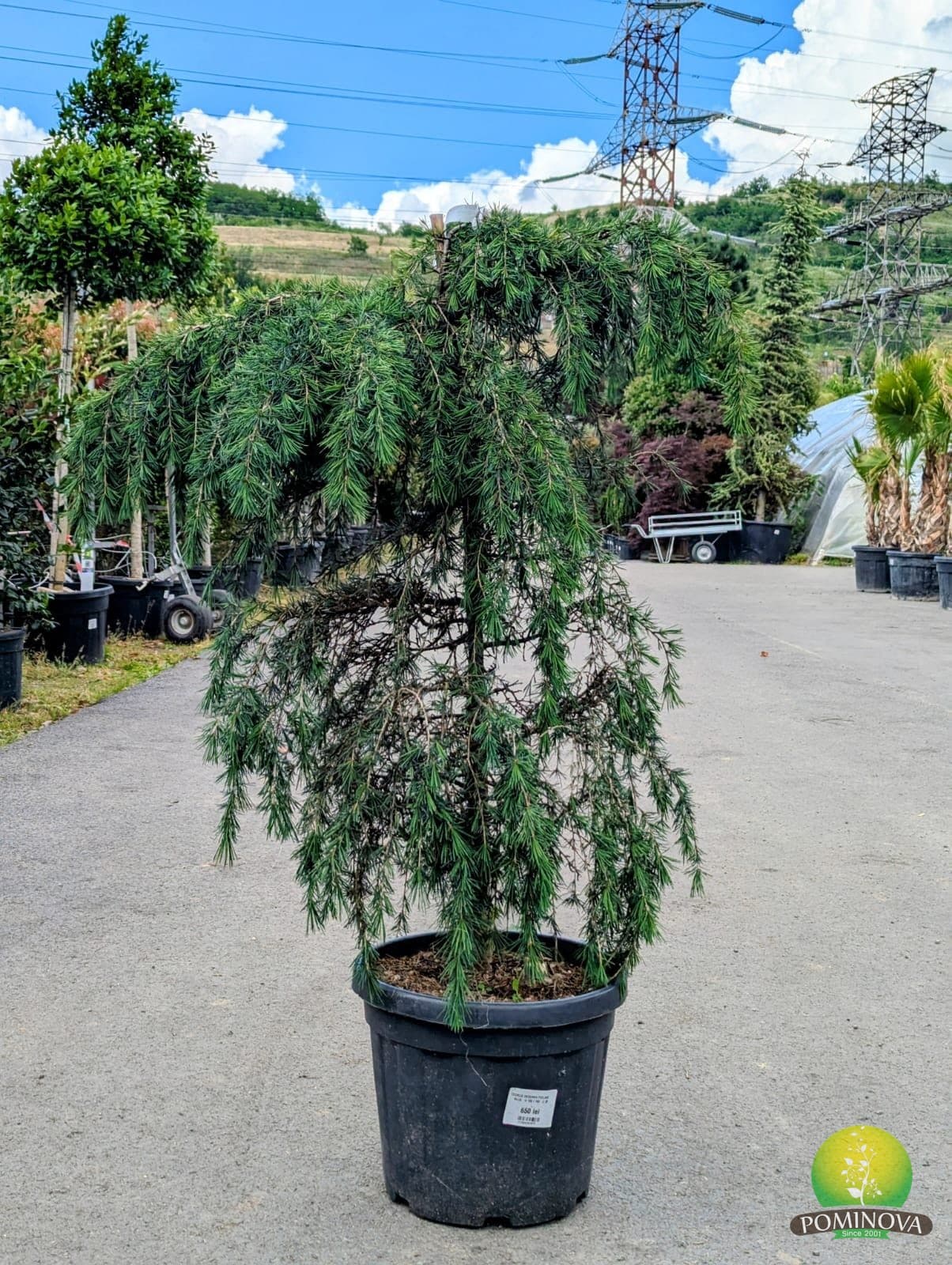 Cedru himalayan plângător (Cedrus deodara 'Feeling Blue') — imagine 1