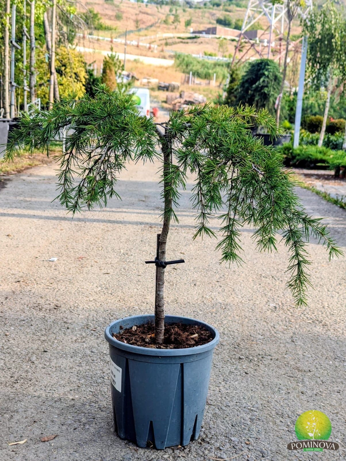 Cedru pendul altoit pe trunchi mic (Cedrus atlantica 'Glauca Pendula' )
