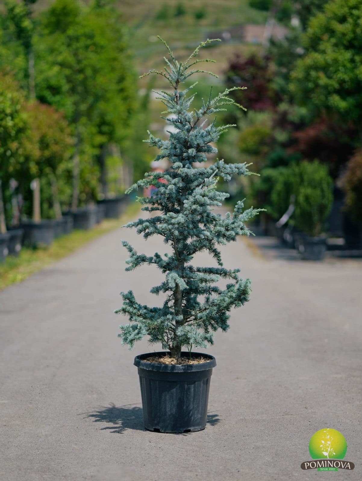 Cedru atlantic albastru (Cedrus atlantica 'Glauca') — imagine 2
