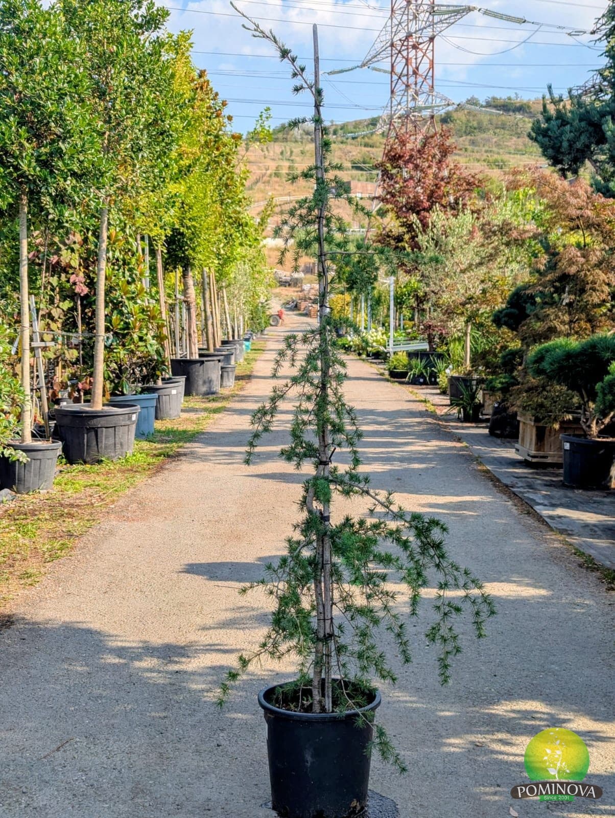 Cedru albastru plângător (Cedrus atlantica 'Glauca Pendula') — imagine 4