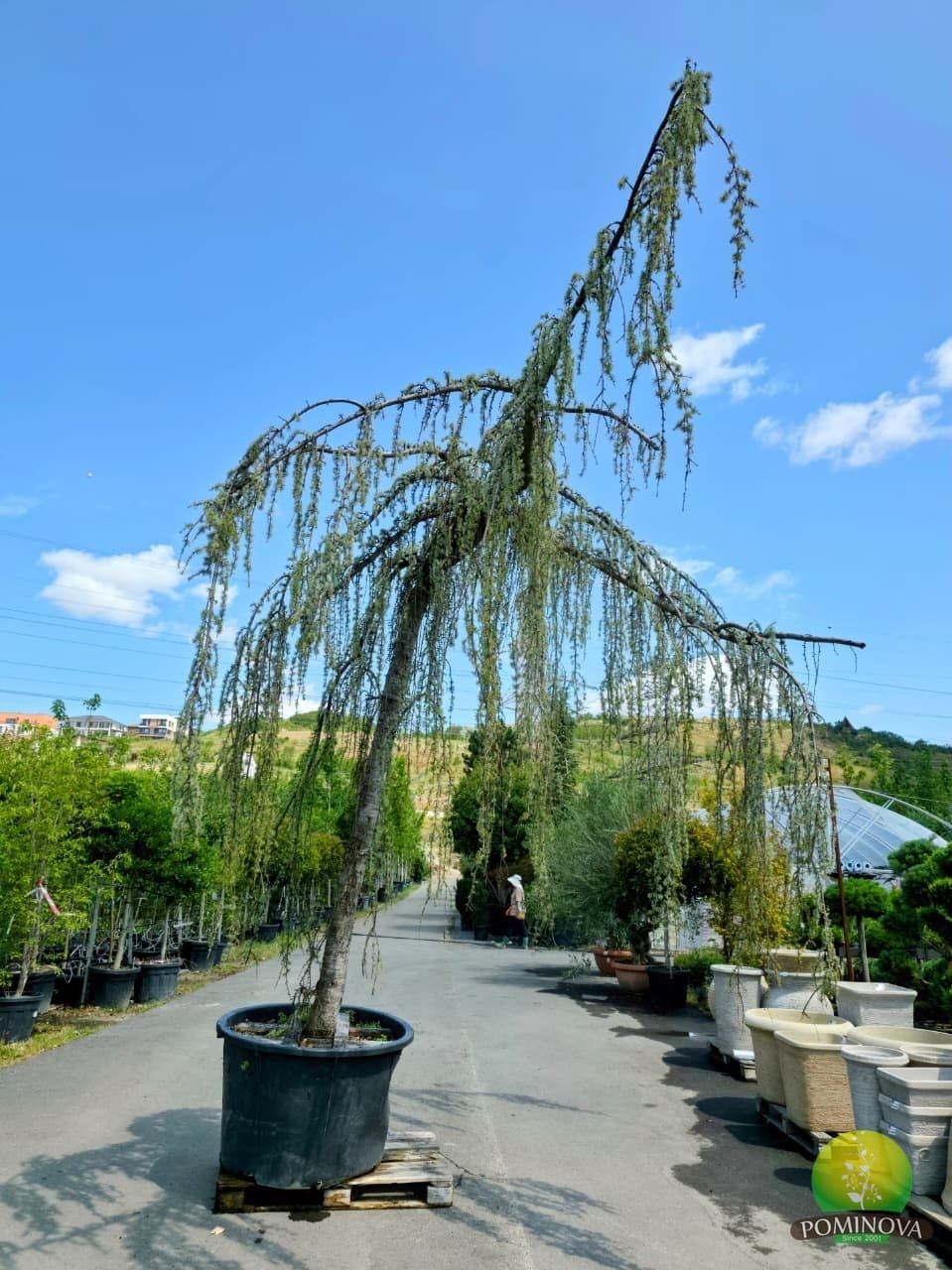 Cedrus atlantica 'Glauca Pendula' (Cedru albastru plângător) — imagine 1