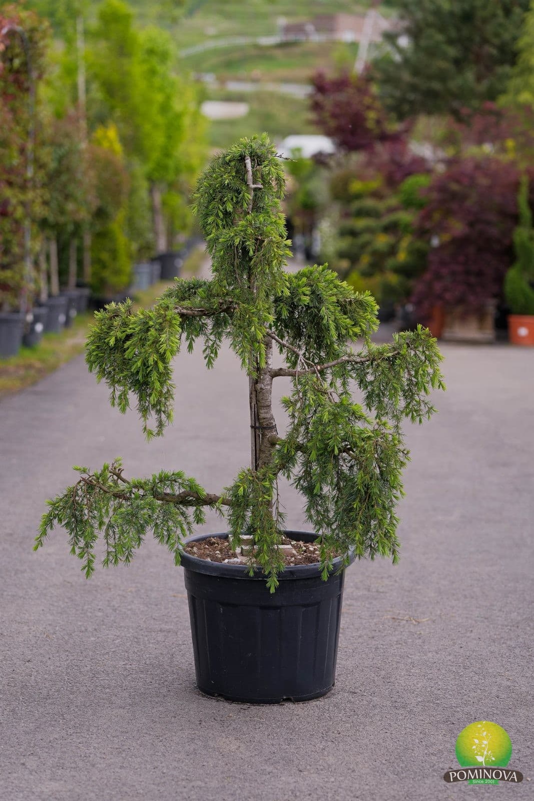 Cedrus Deodara Feeling Blue Bonsai — imagine 1