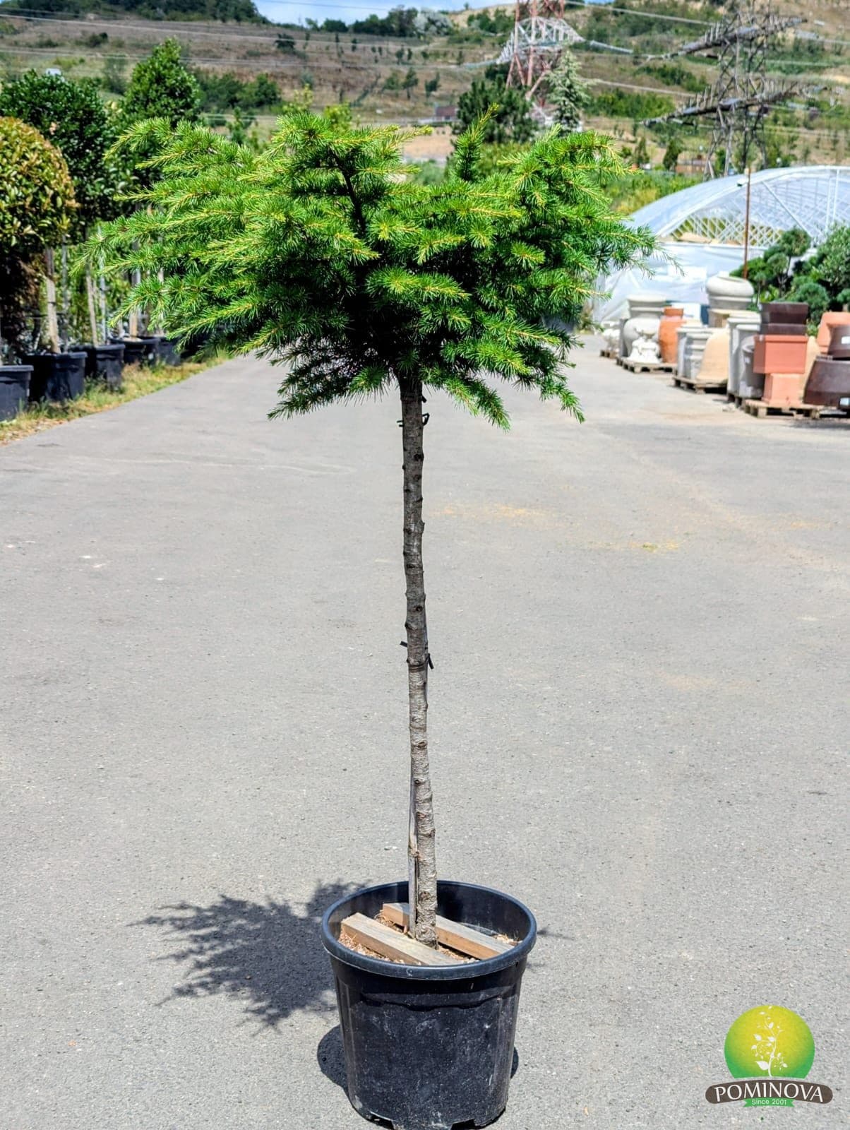 Cedrus deodara 'Prostrata'