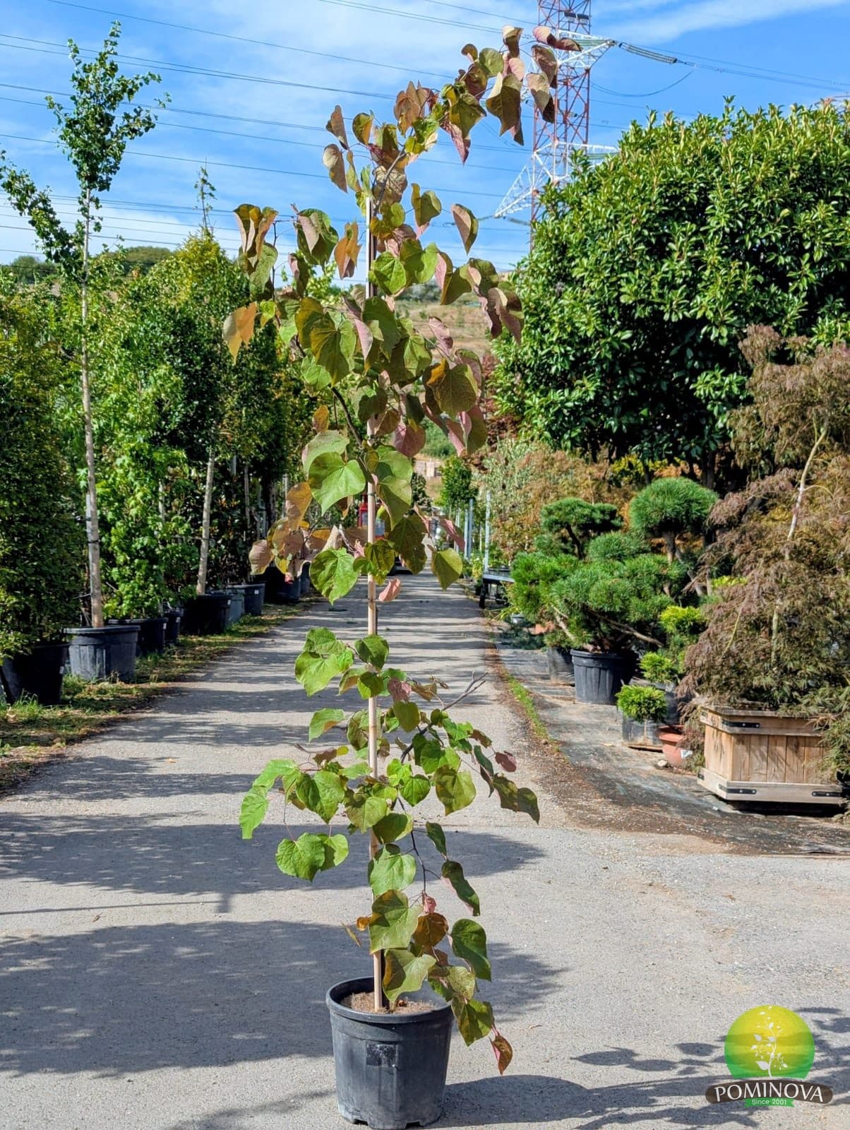 Arborele lui Iuda 'Forest Pansy' (Cercis canadensis 'Forest Pansy') — imagine 1