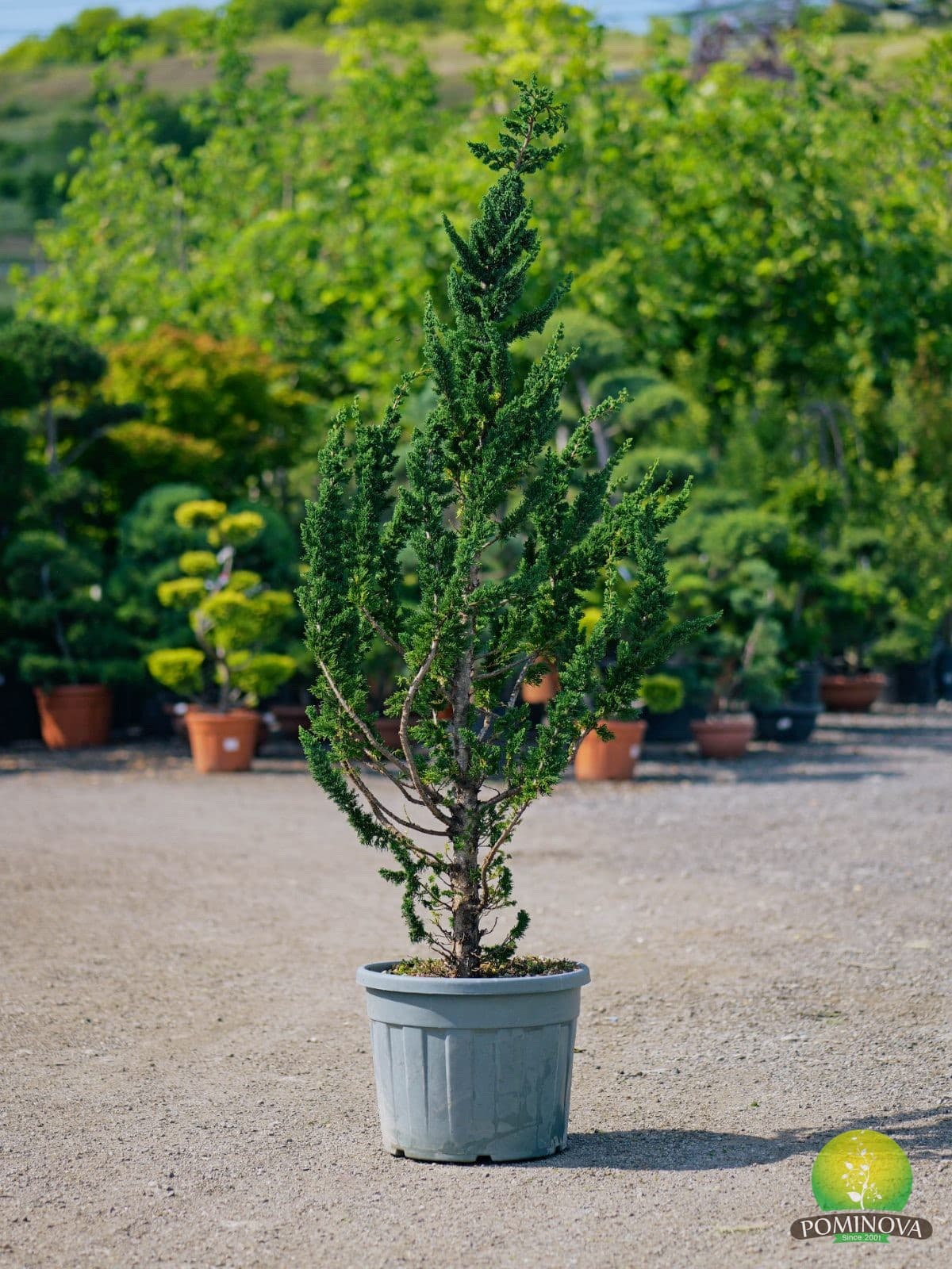 Chamaecyparis lawsoniana 'Viessels Saguaro' — imagine 1