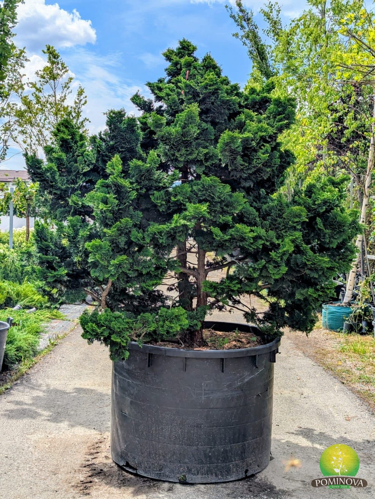 Chamaecyparis obtusa 'Nana Gracilis'