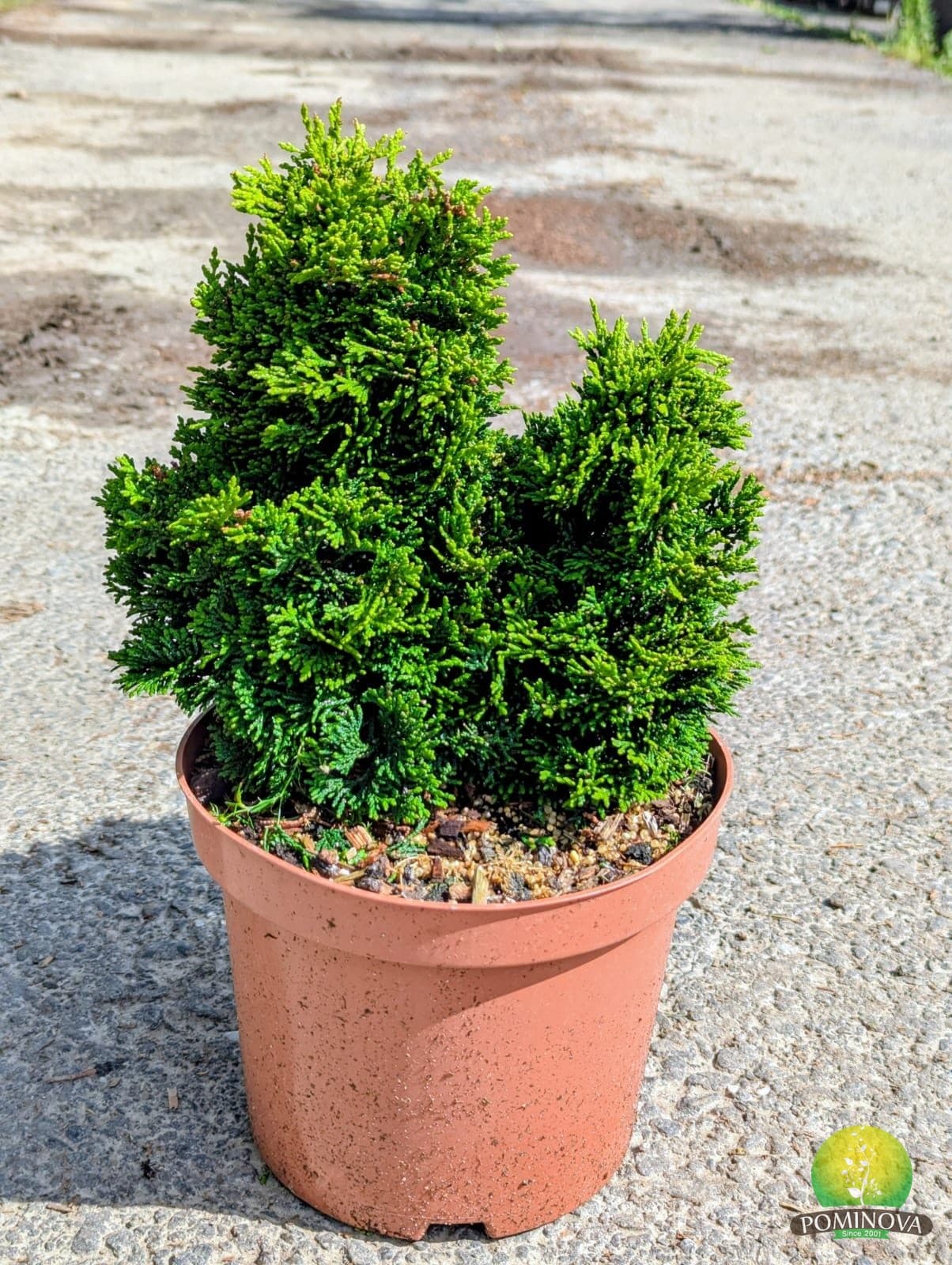 Chiparos japonez 'Nana Gracilis' (Chamaecyparis obtusa 'Nana Gracilis') — imagine 2