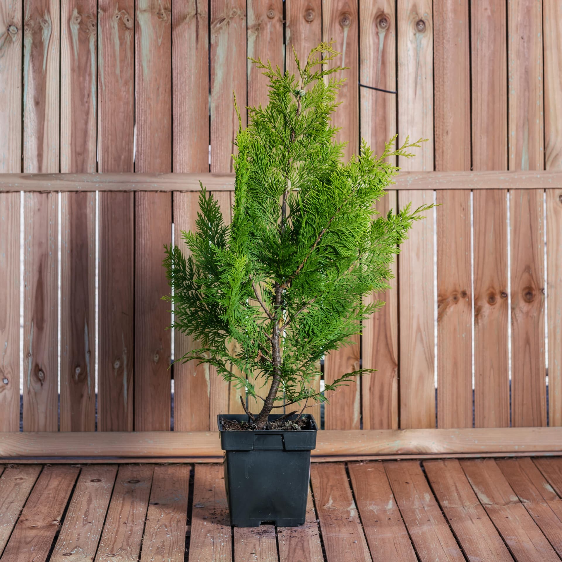 Chiparos auriu (Chamaecyparis lawsoniana 'Yvonne')