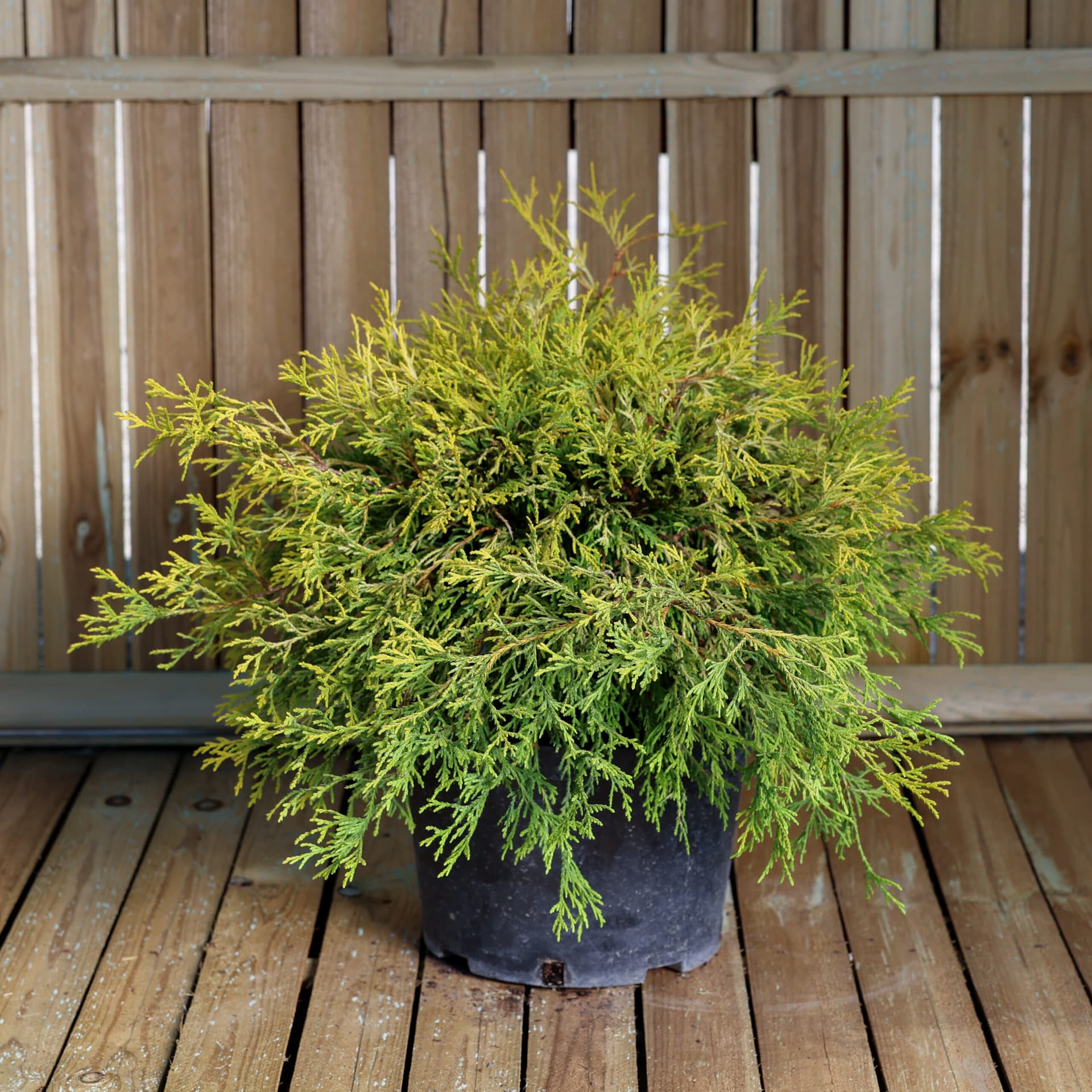 Chiparos auriu (Chamaecyparis pisifera 'Filifera Aurea')