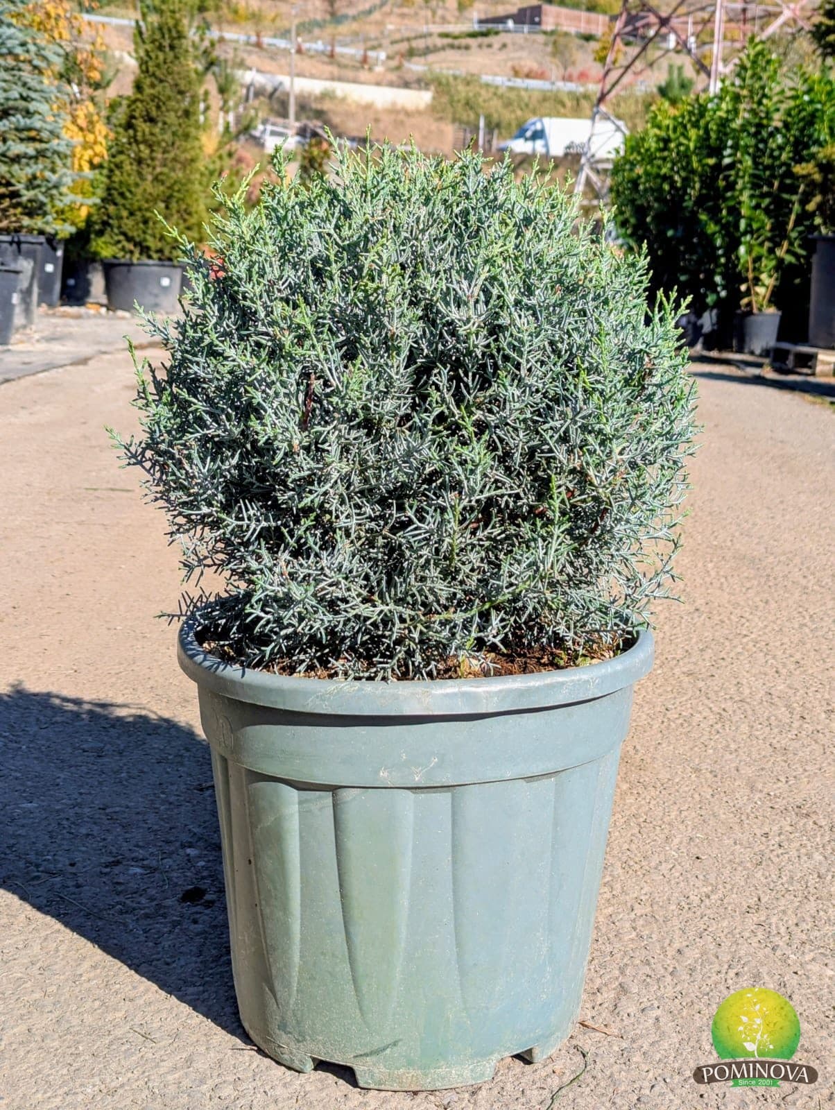Chiparos de Arizona (Cupressus arizonica) - imagine 3