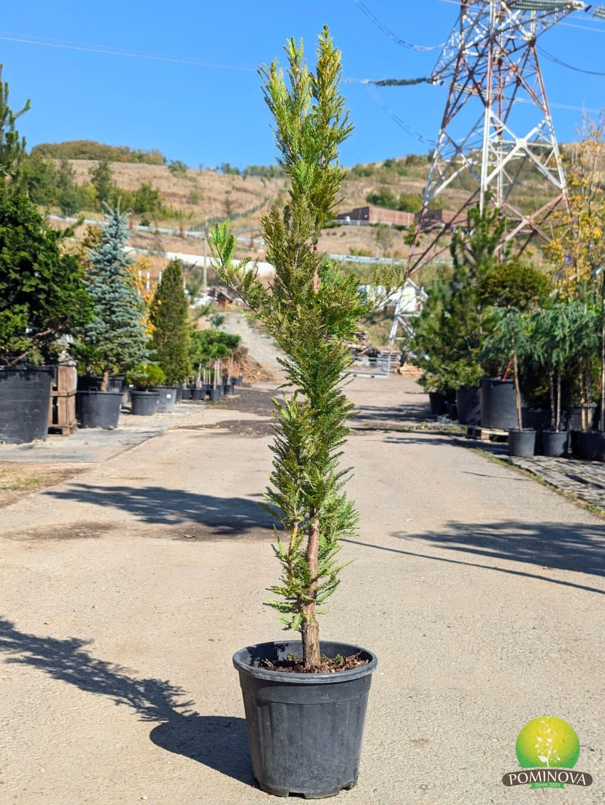 Chiparos de baltă (Taxodium distichum) - imagine 1