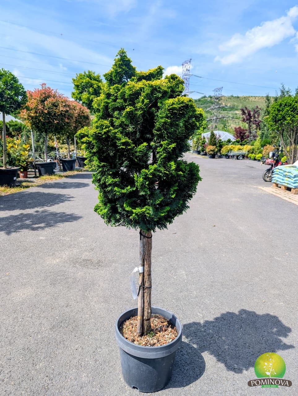 Chiparos japonez auriu (Chamaecyparis obtusa 'Aurora') — imagine 1