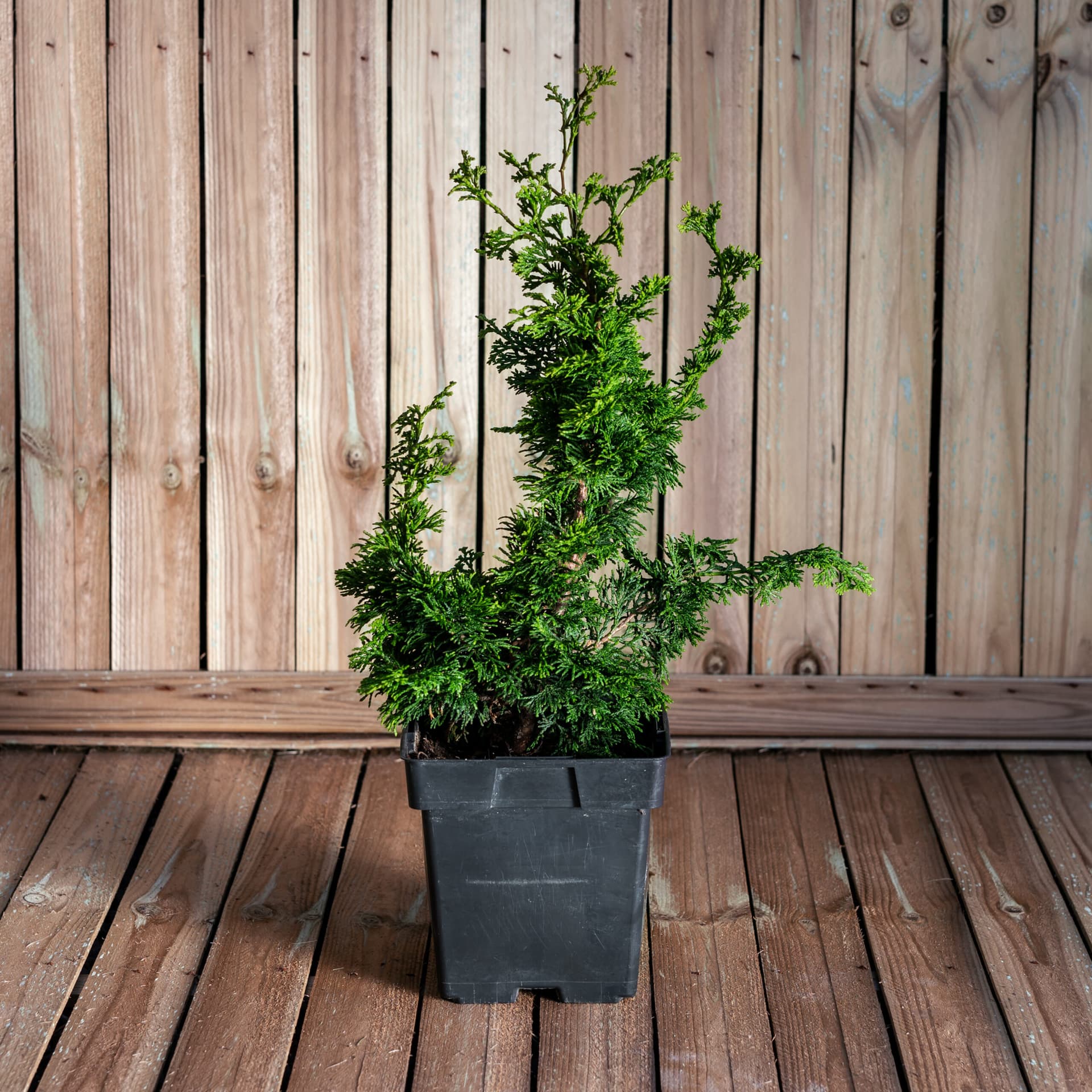 Chiparos japonez (Chamaecyparis obtusa 'Oregon Crested') — imagine 1