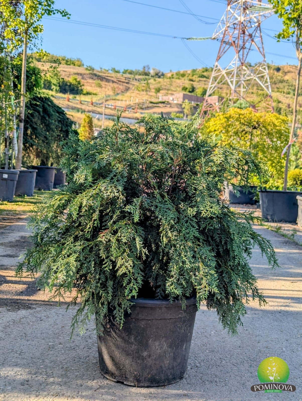 Chamaecyparis lawsoniana 'Globus Silver'