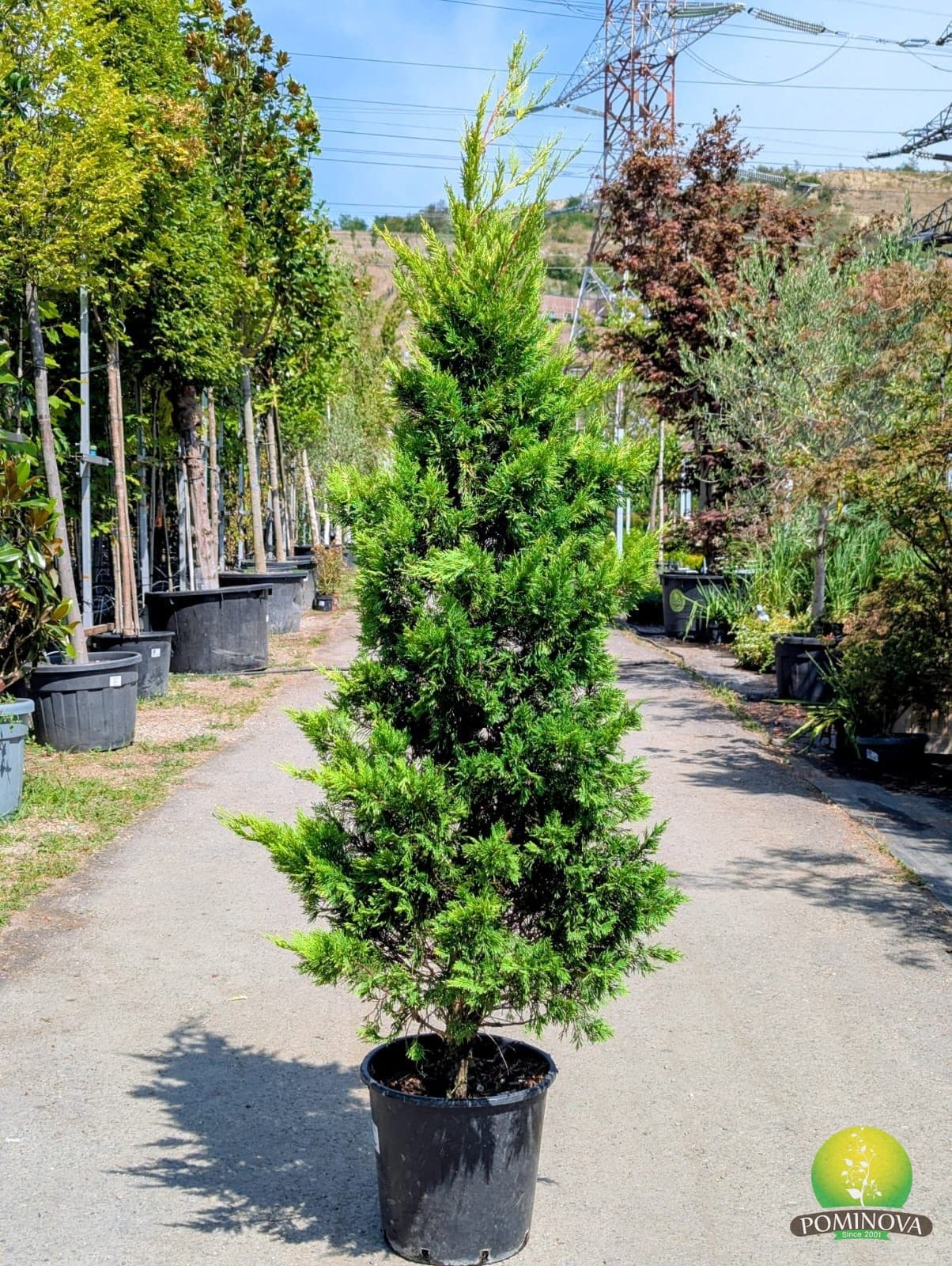 Chiparos leiland auriu (Cupressocyparis leylandii 'Gold Rider') - imagine 5