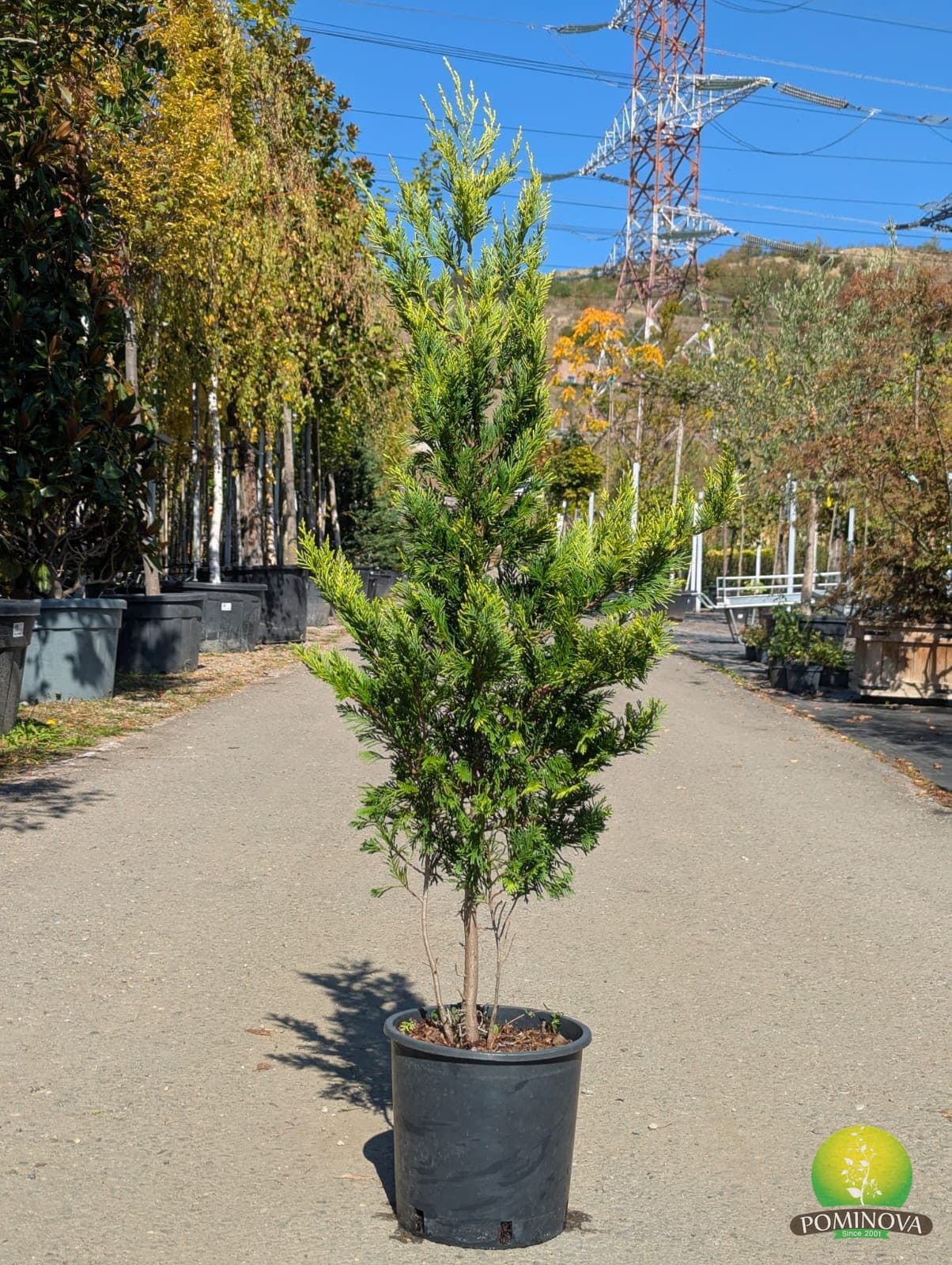 Chiparos leiland auriu (Cupressocyparis leylandii 'Gold Rider') - imagine 2