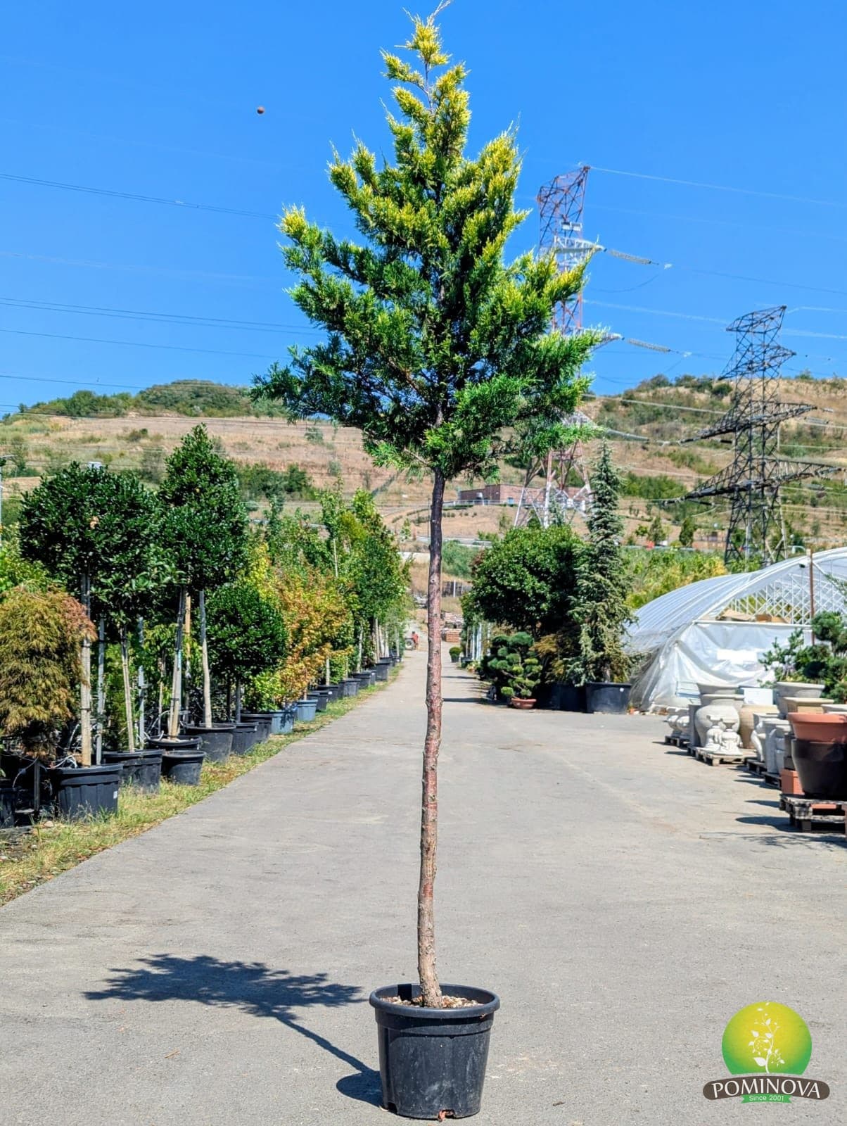 Chiparos leiland auriu (Cupressocyparis leylandii 'Gold Rider') — imagine 1