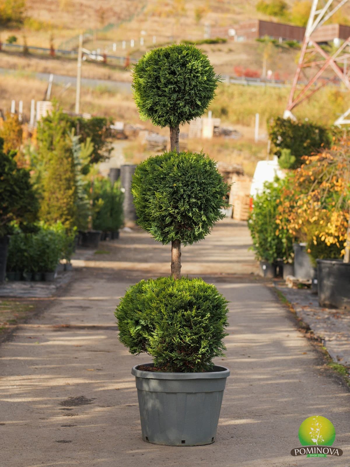 Chiparos Leyland auriu ‘Castlewellan Gold’ – formă topiară cu 3 globuri (Cupressocyparis leylandii ‘Castlewellan Gold - 3 Palle) - imagine 1