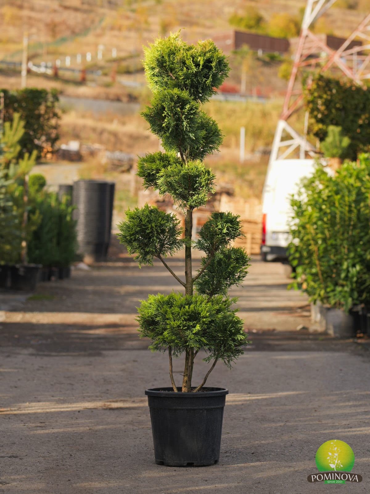 Chiparos Leyland auriu ‘Gold Rider’ – formă Pompons (Cupressocyparis leylandii ‘Gold Rider’ - Pompon) - imagine 2