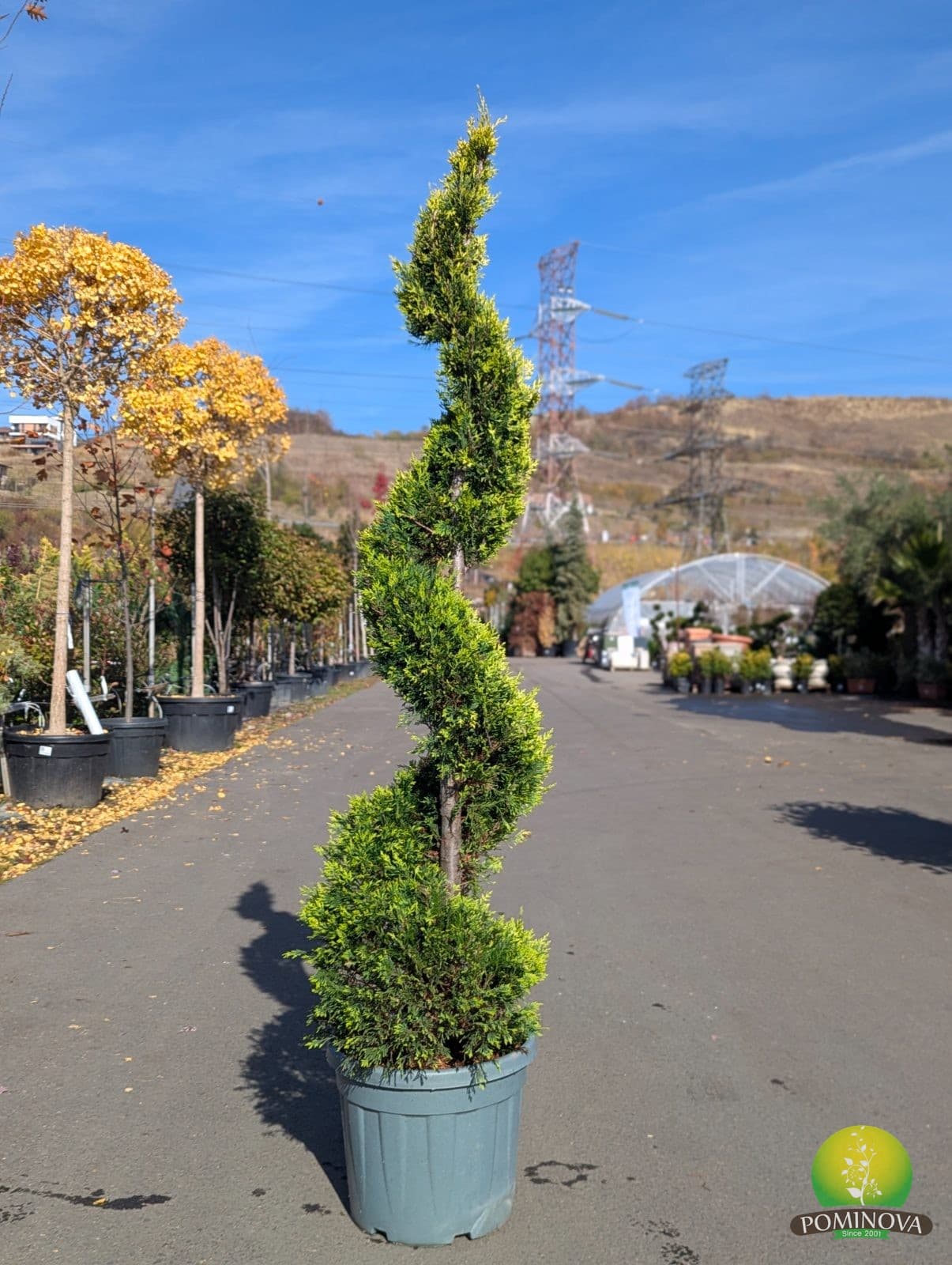 Chiparos Leyland auriu ‘Gold Rider’ – formă spirală (Cupressocyparis leylandii ‘Gold Rider’ - Spirale) - imagine 2