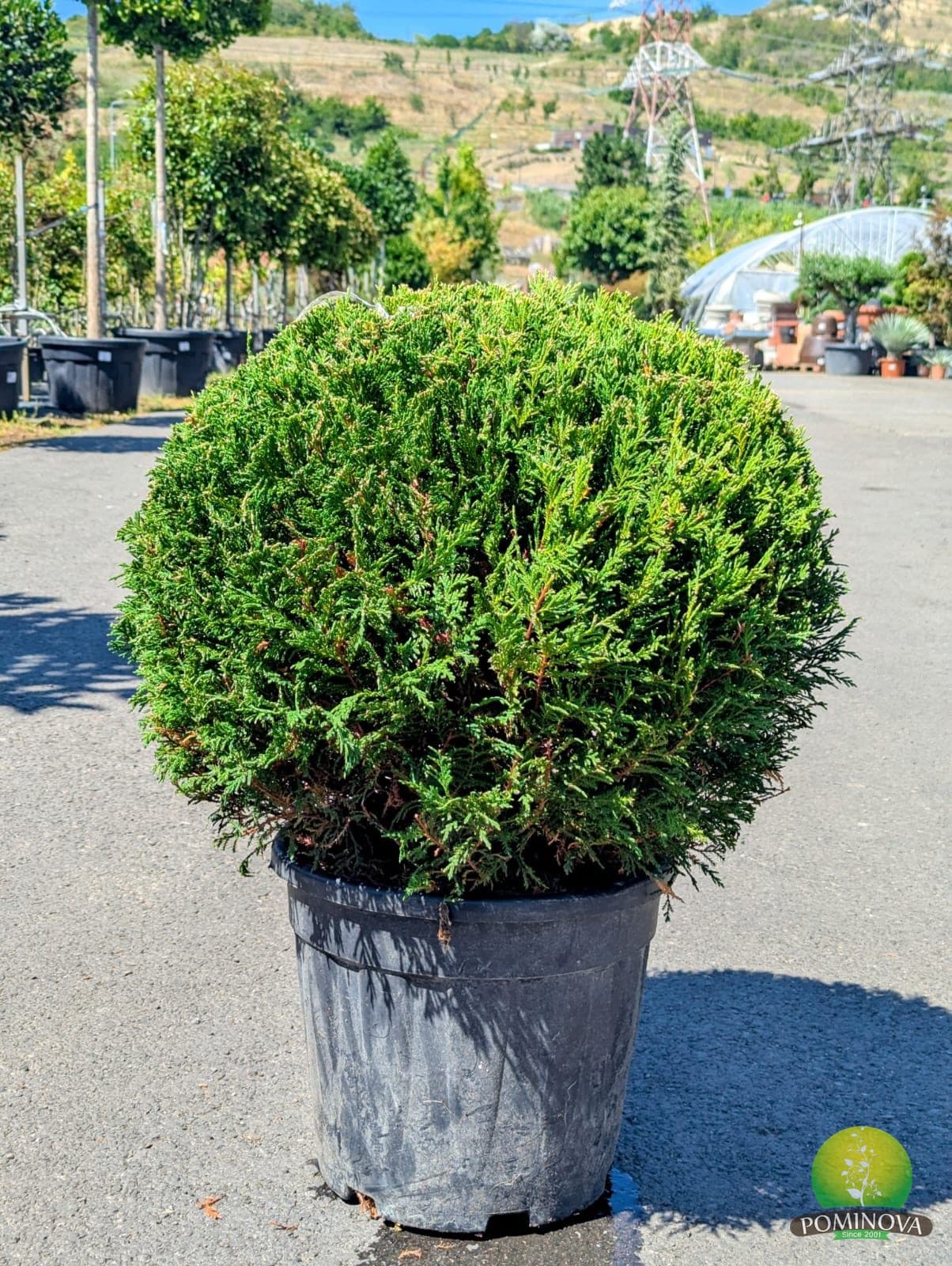 Chiparos leiland auriu formă globulară (Cupressocyparis leylandii 'Castlewellan Gold') — imagine 1