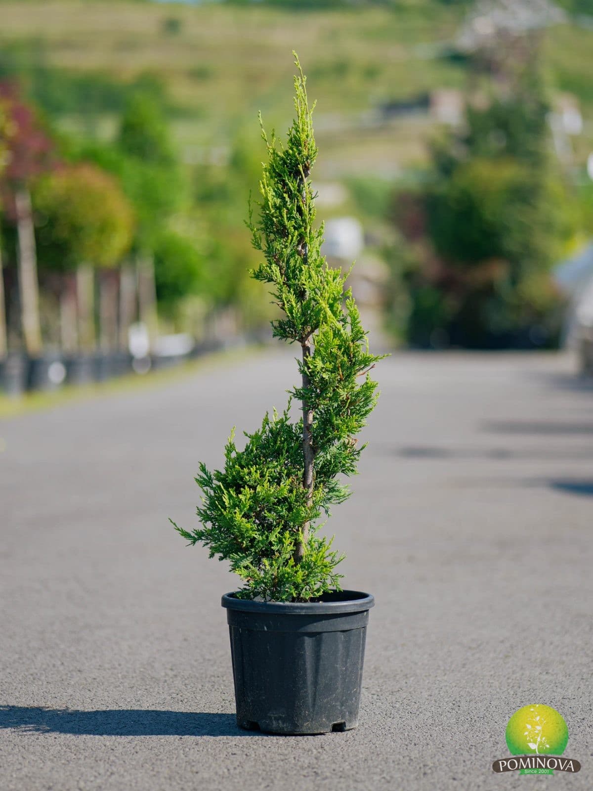Chiparos Leyland 'Castlewellan Gold' - Spirale (Cupressocyparis 'leylandii' Castlewellan Gold - Spirale) — imagine 1