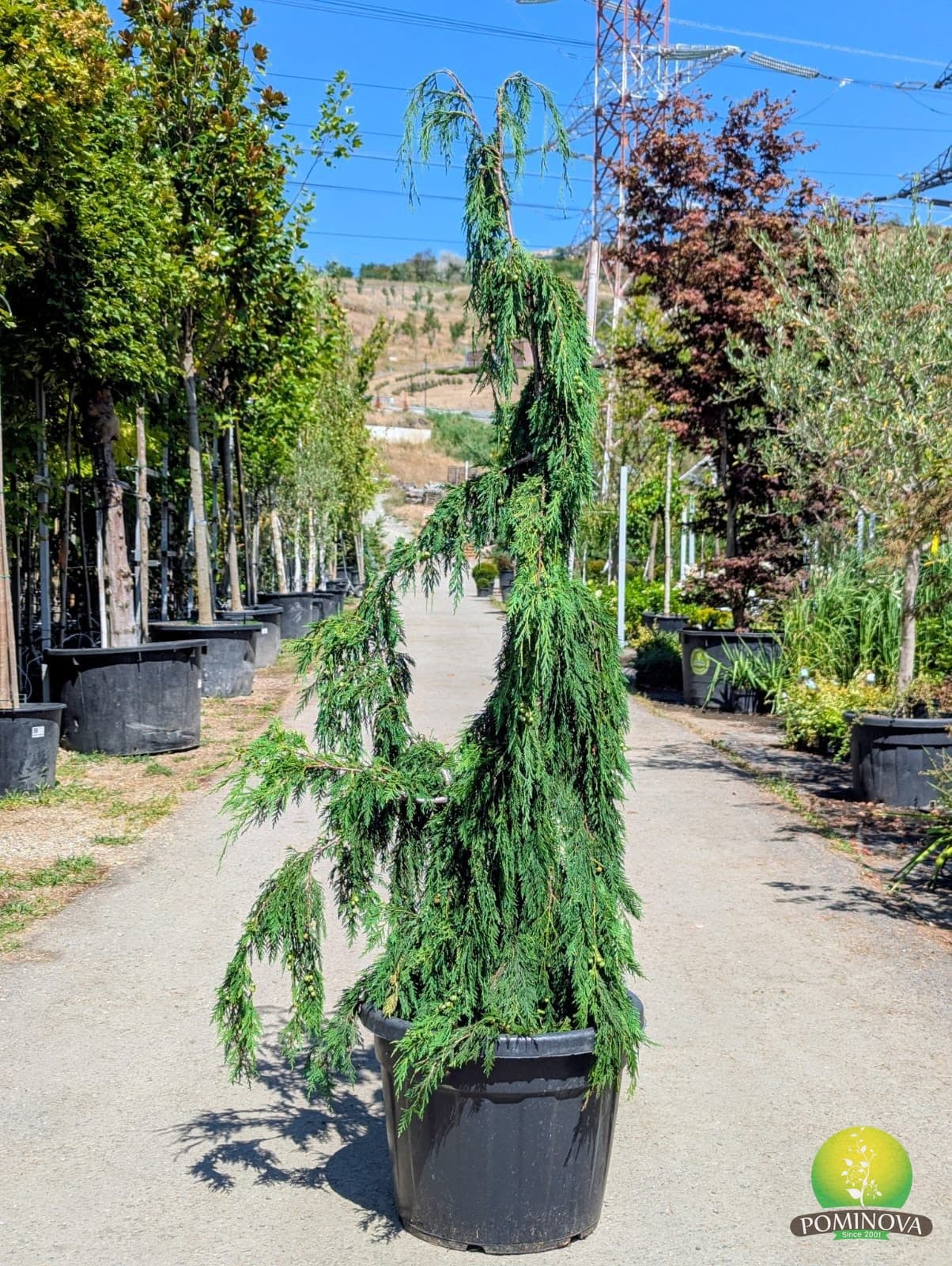 Chiparos plângător (Chamaecyparis nootkatensis 'Pendula') — imagine 1