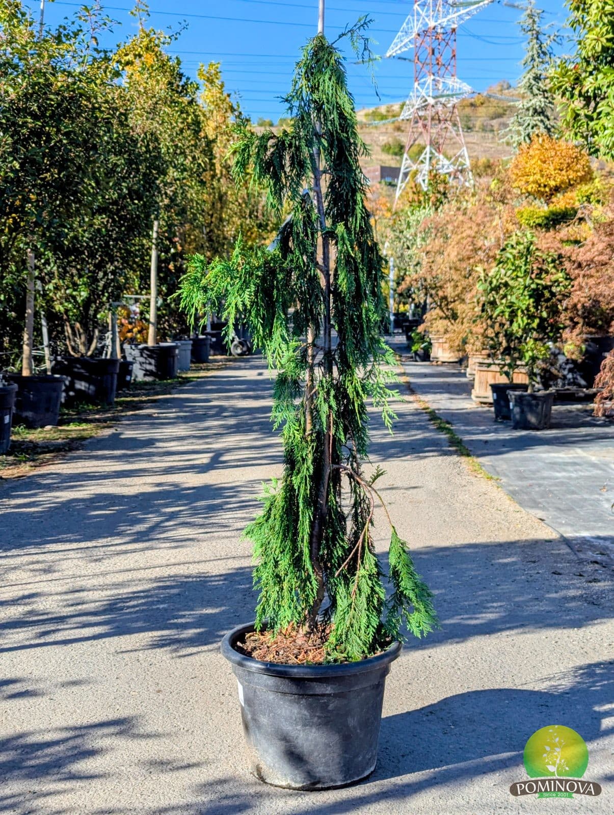 Chiparos plângător (Chamaecyparis nootkatensis 'Pendula') - imagine 4