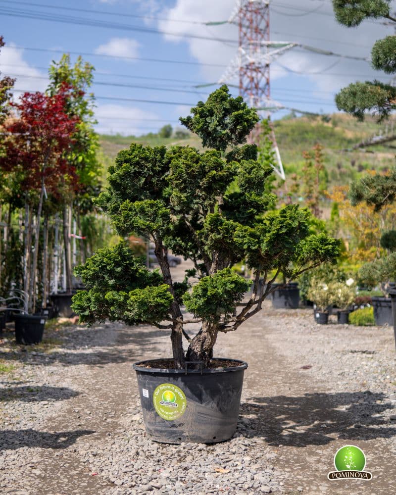 Chiparos Topiar-bonsai (Chamaecyparis obtusa 'Nana Gracilis')