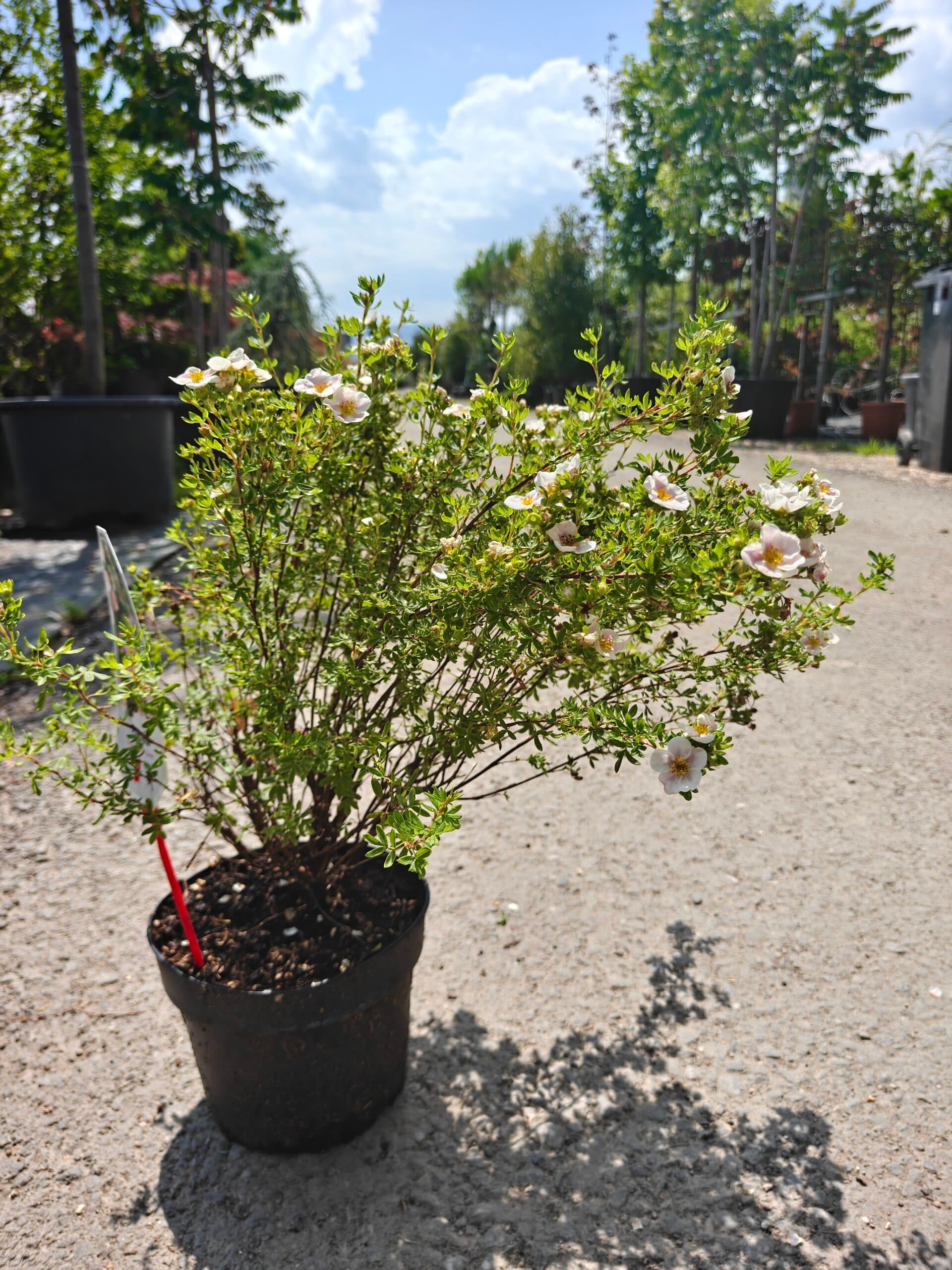 Cinzia arbustivă (Potentilla fruticosa) — imagine 1