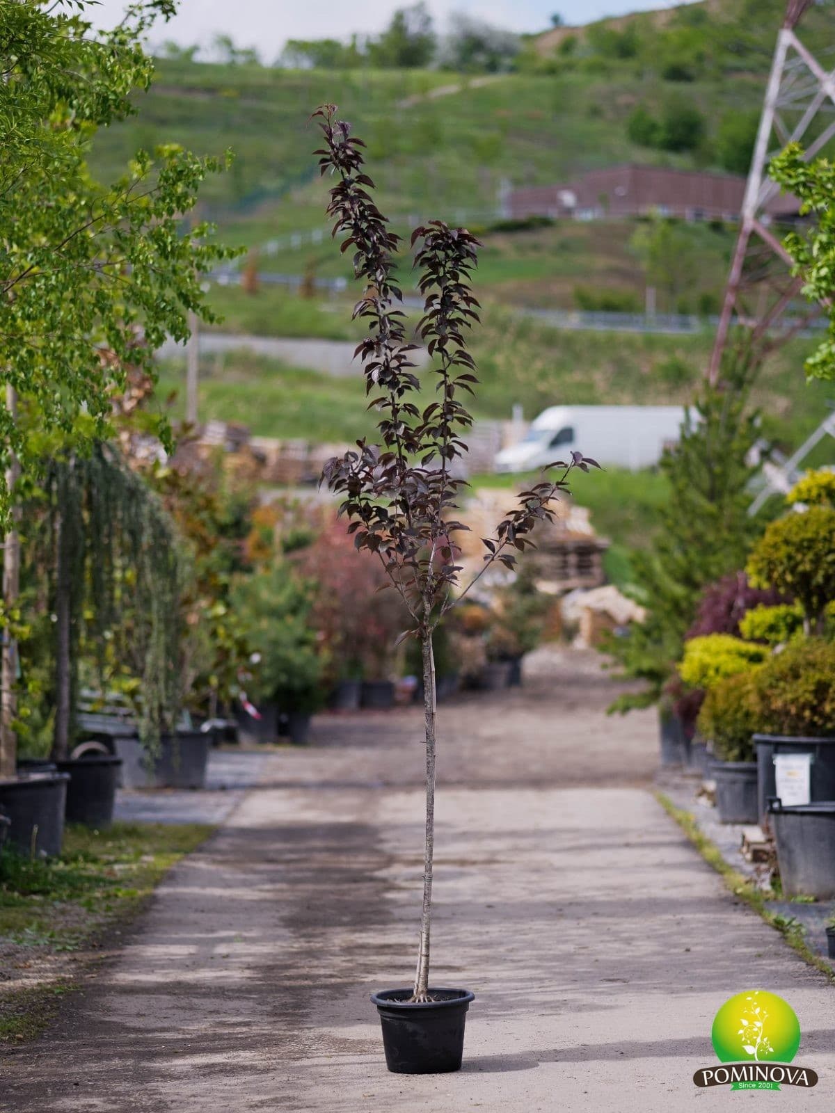 Cireș japonez cu frunze roșii (Prunus serrulata 'Royal Burgundy') - imagine 2