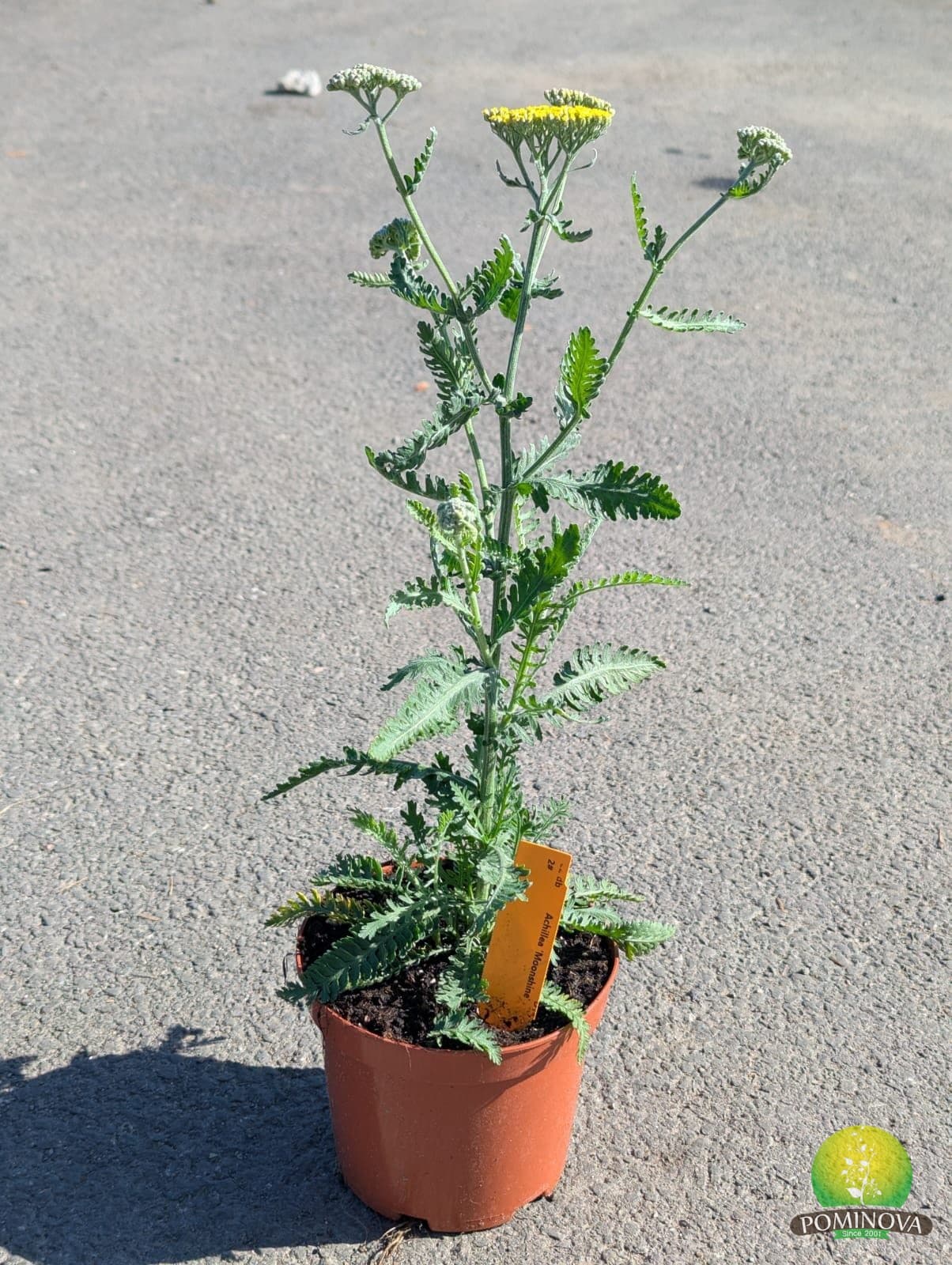 Coada șoricelului (Achillea sp.) — imagine 1