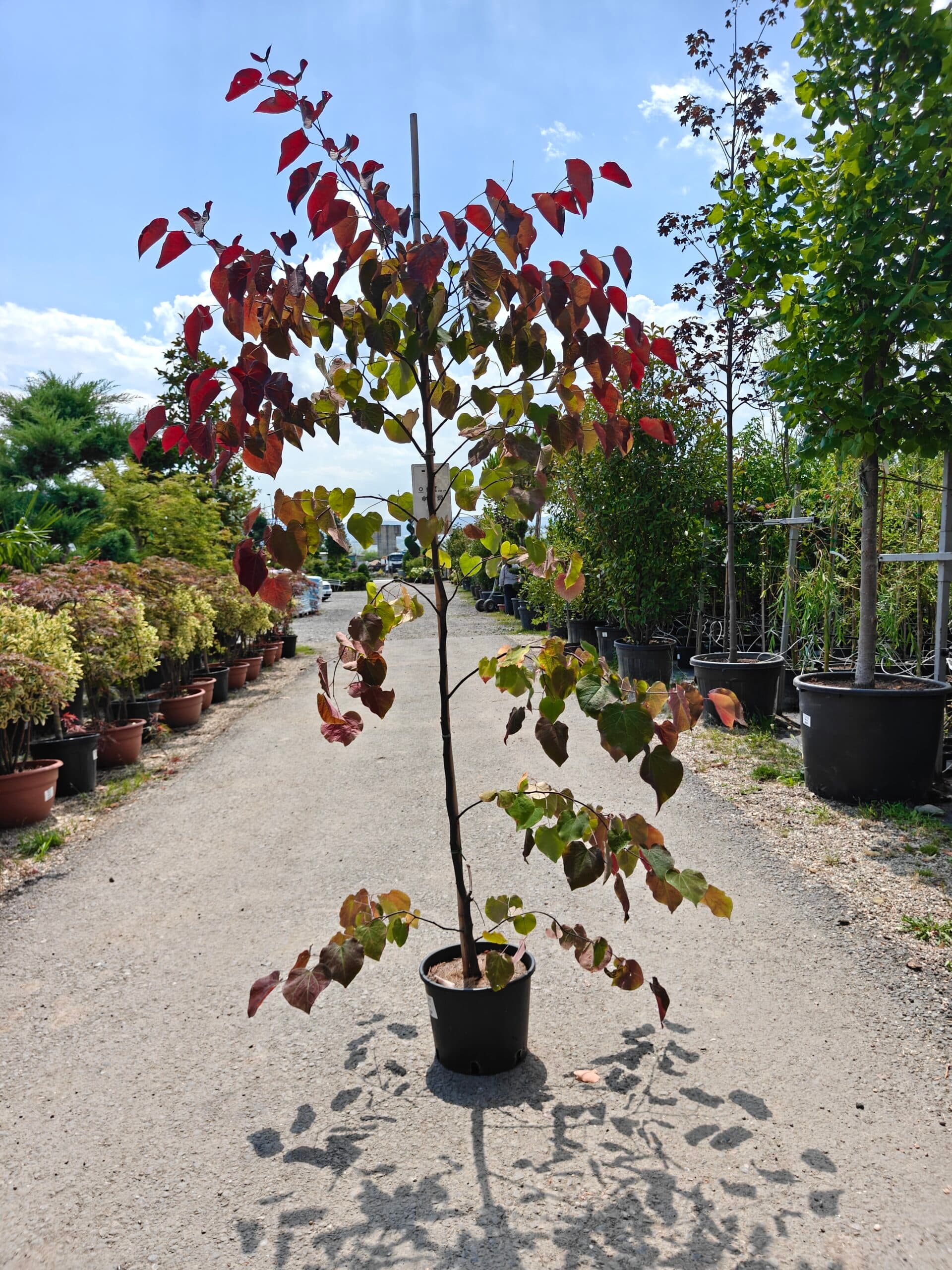 Copacul lui Iuda (Cercis canadensis 'Ace of Spades')
