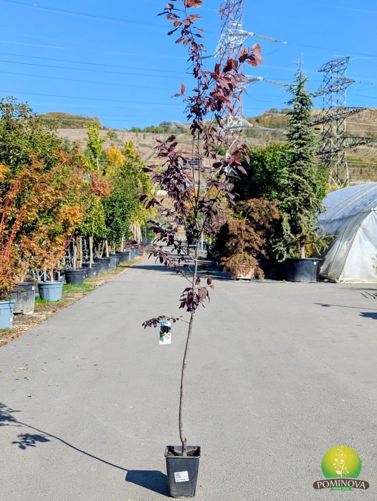 Corcoduș ornamental cu frunză roșie (Prunus cerasifera 'Woodii') - imagine 2