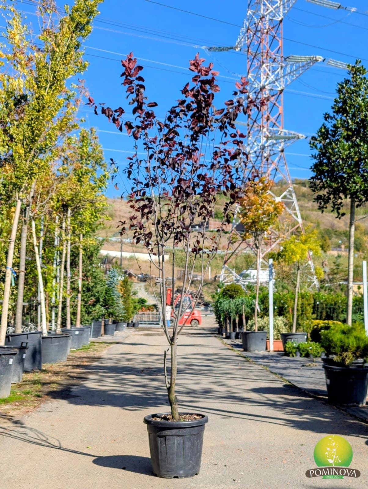 Corcodus roșu, Prun ornamental roșu (Prunus pissardi 'Nigra') - imagine 2