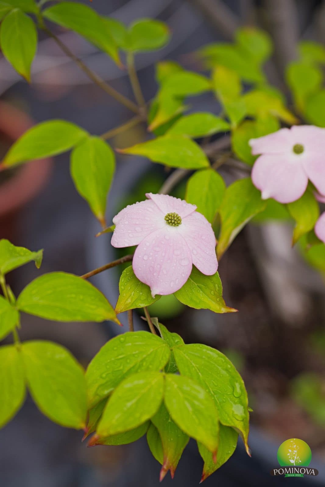 Corn japonez 'Stellar Pink' (Cornus kousa 'Stellar Pink') — imagine 1