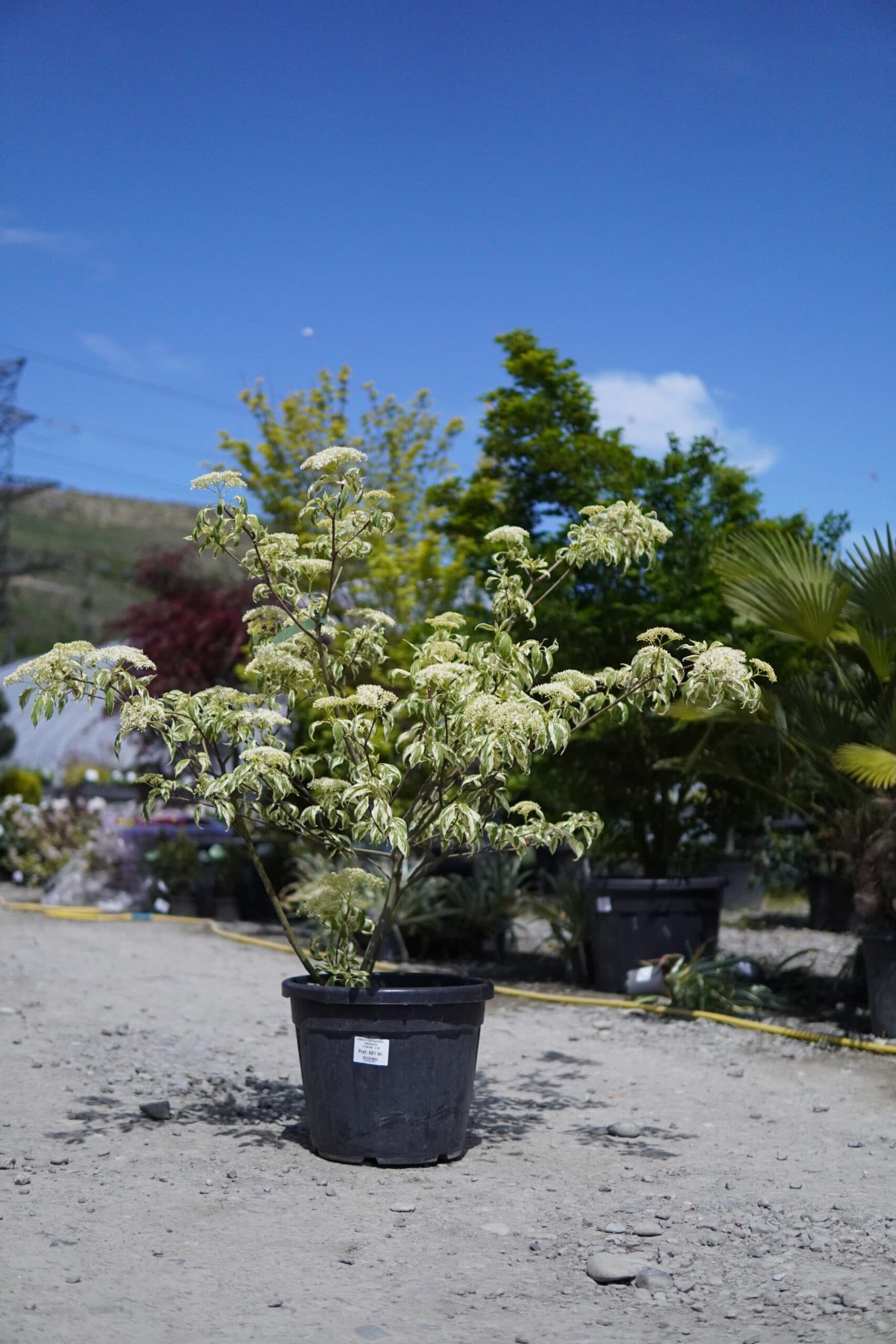 Corn alb 'Variegata' (Cornus controversa 'Variegata') — imagine 1