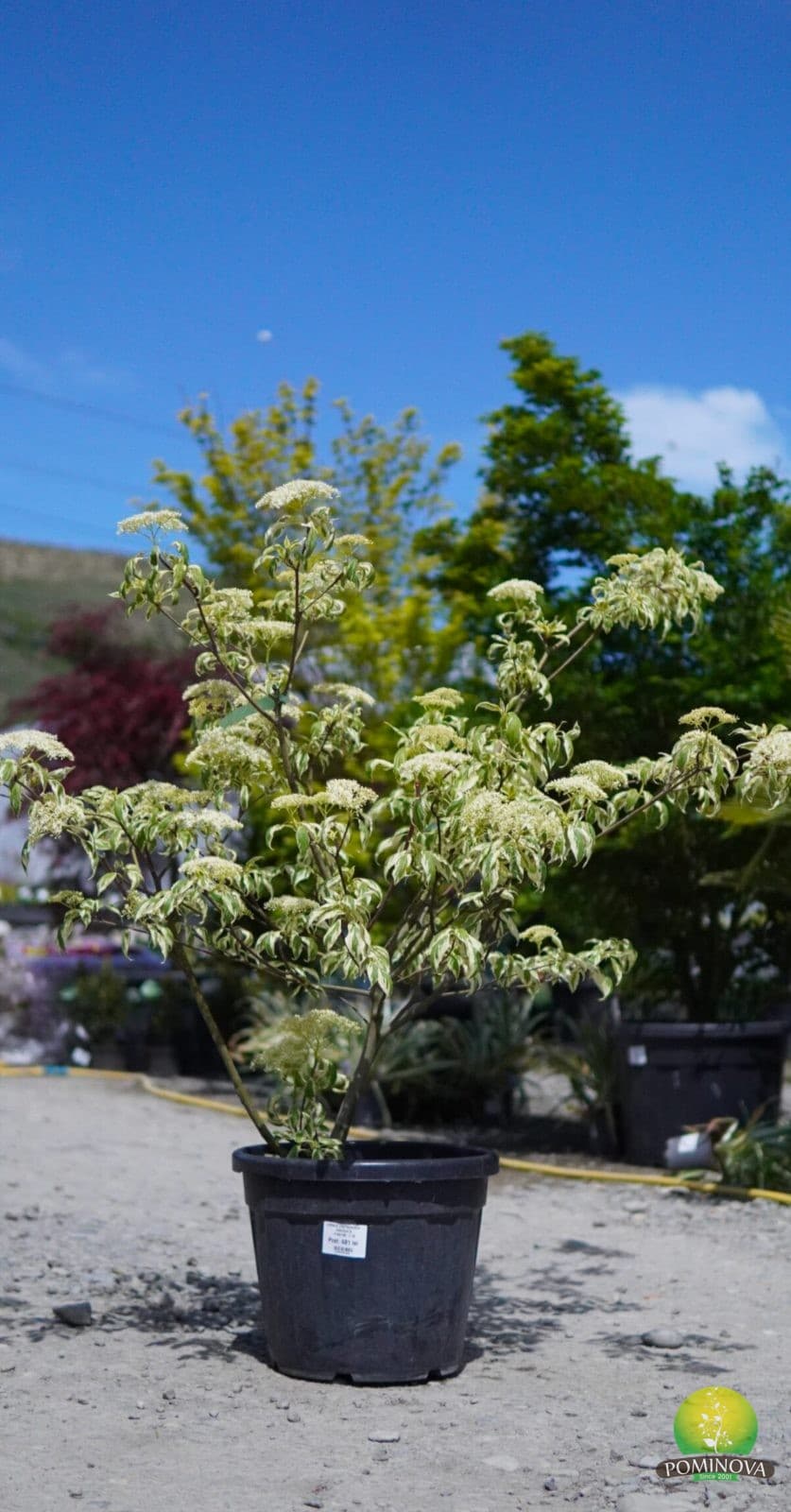 Corn alb 'Variegata' (Cornus controversa 'Variegata') - imagine 5