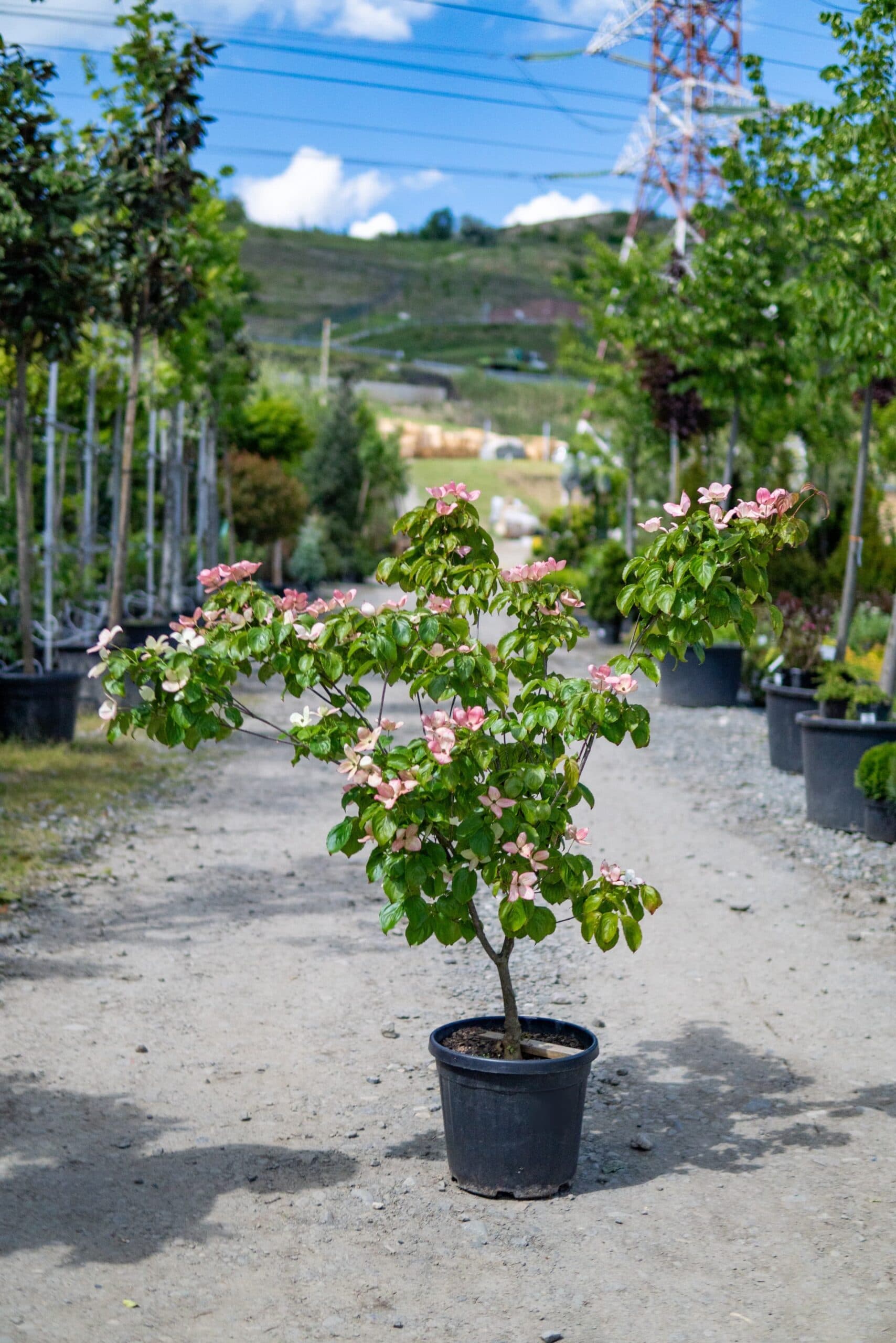 Corn chinezesc 'Satomi' (Cornus kousa 'Satomi')