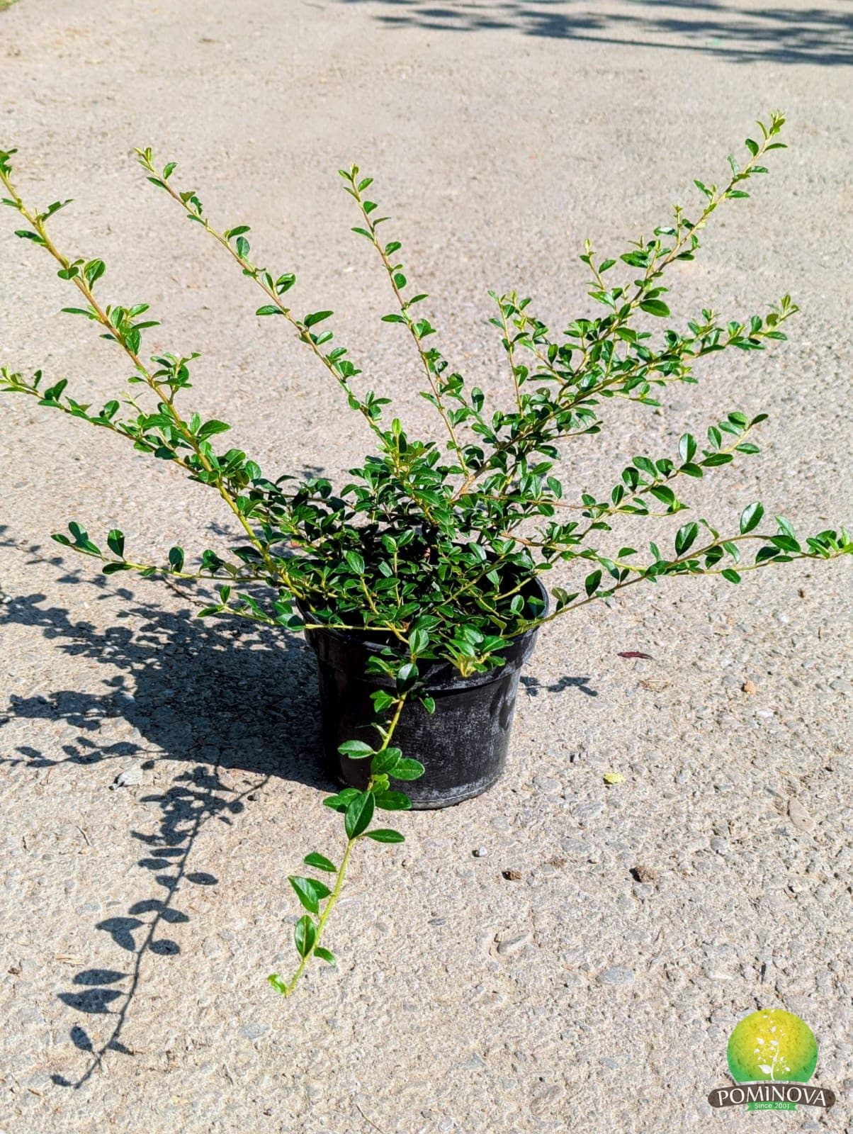 Cotoneaster — imagine 1