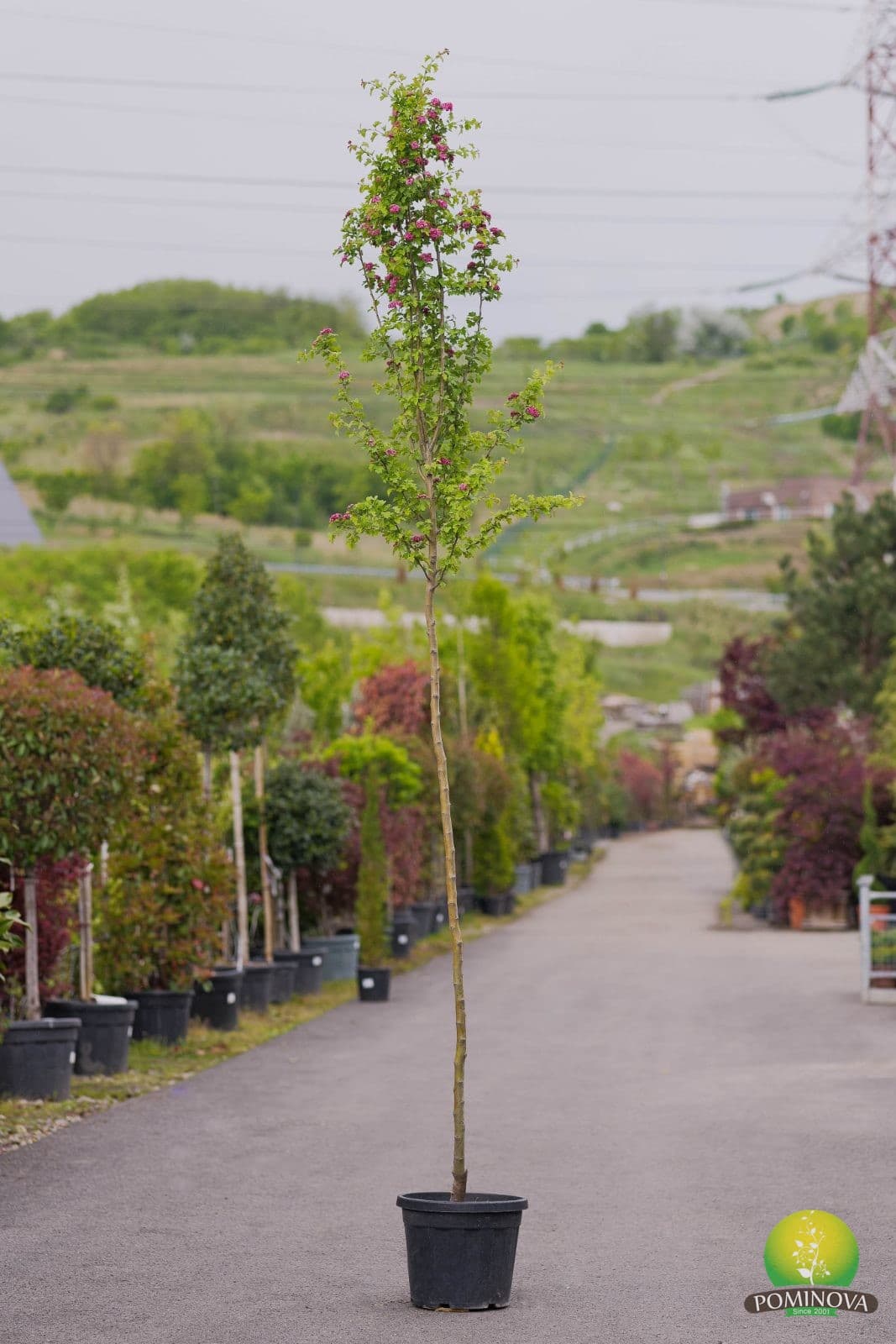 Crataegus Laevigata Paul'S Scarlet — imagine 1